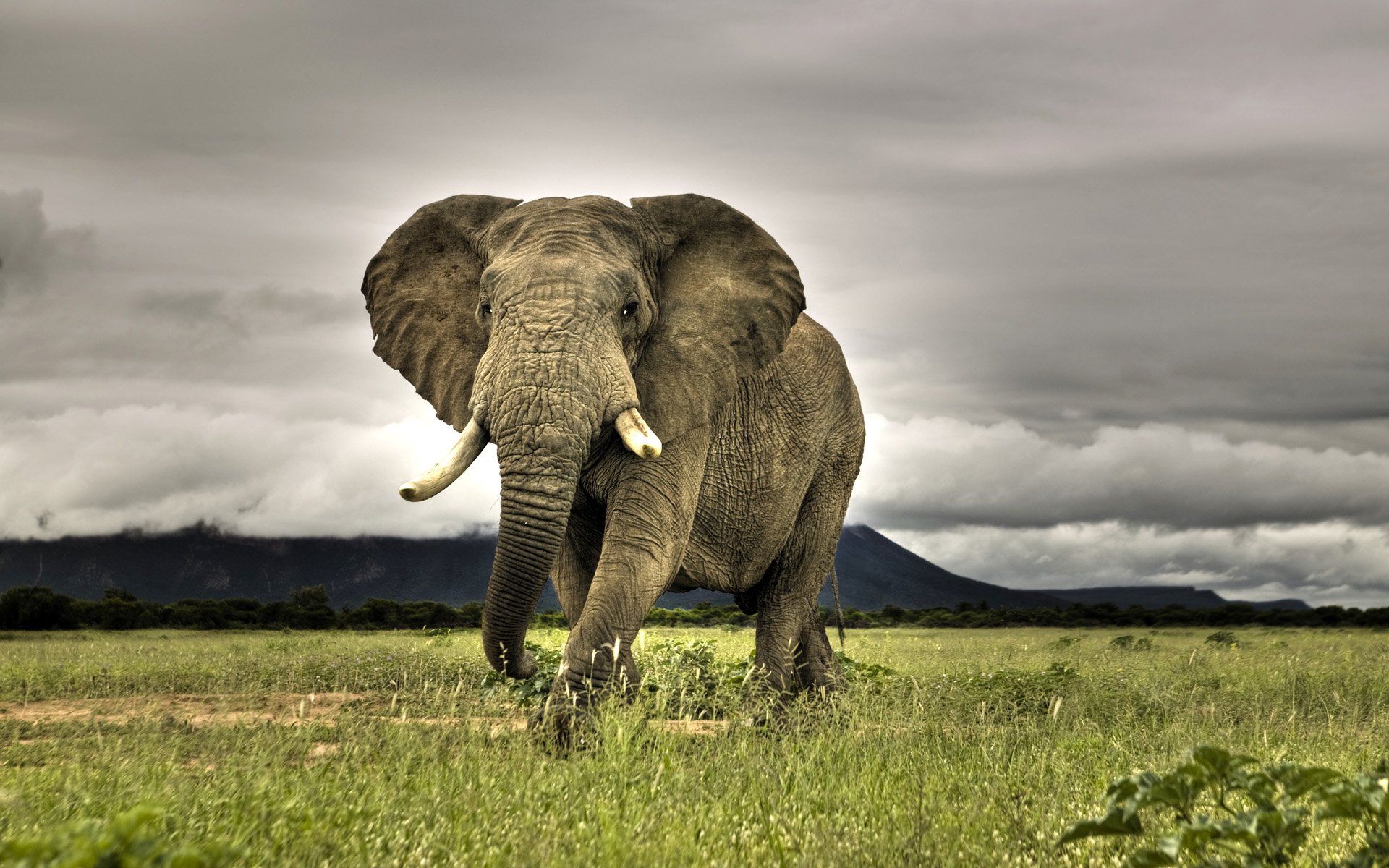 Best Elephant Wallpapers