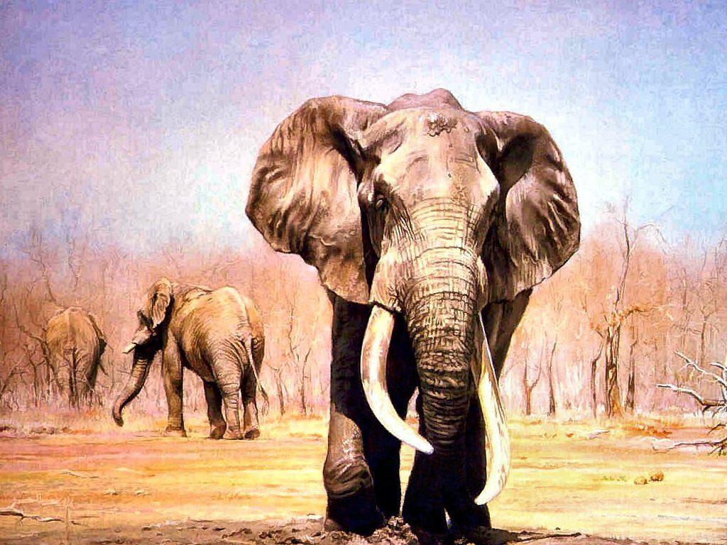 Best Elephant Wallpapers