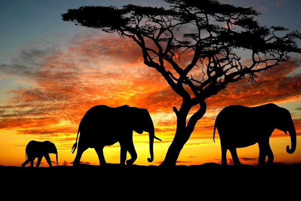 Best Elephant Wallpapers