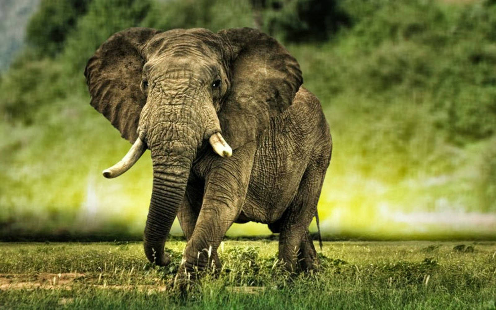 Best Elephant Wallpapers