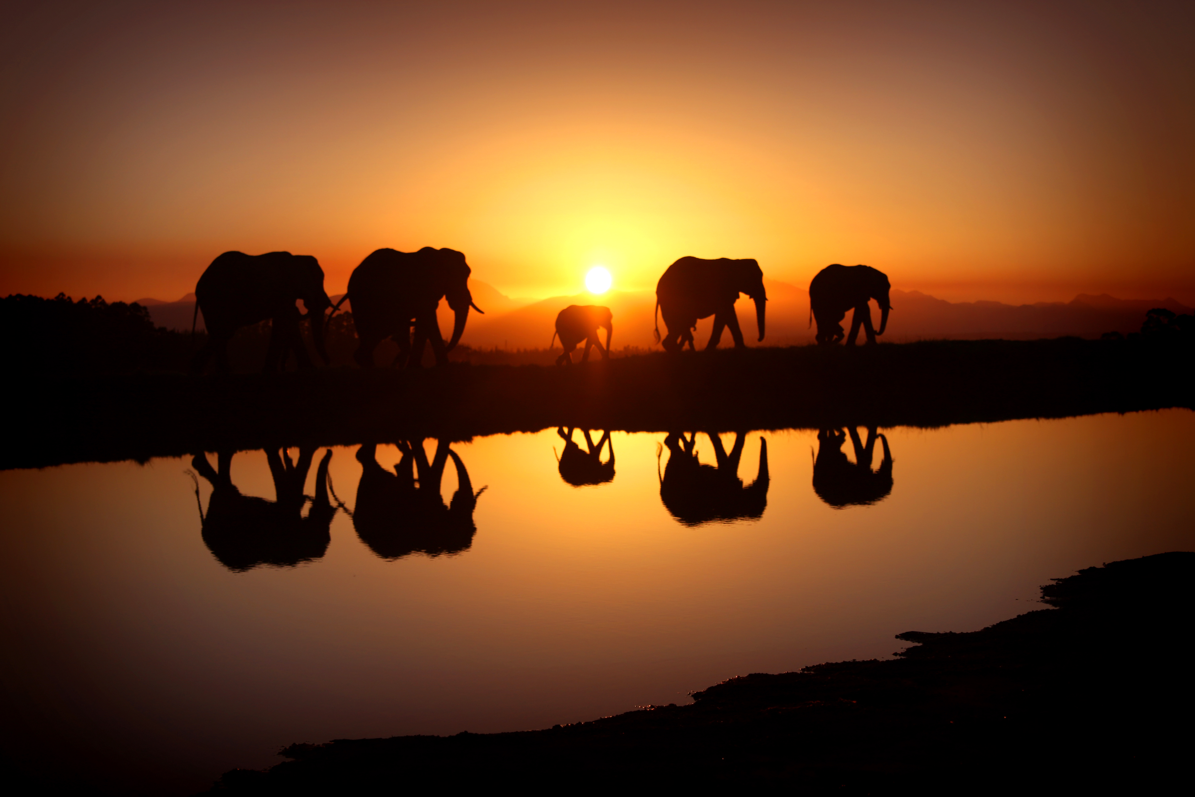 Best Elephant Wallpapers