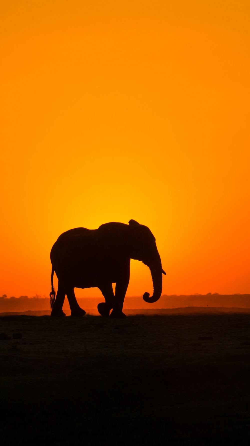 Best Elephant Wallpapers