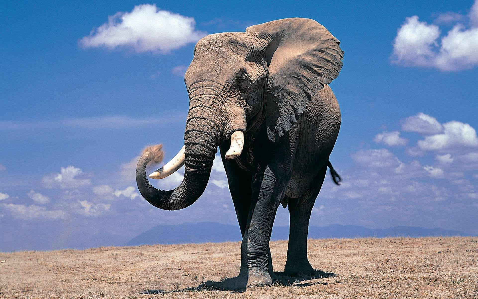 Best Elephant Wallpapers