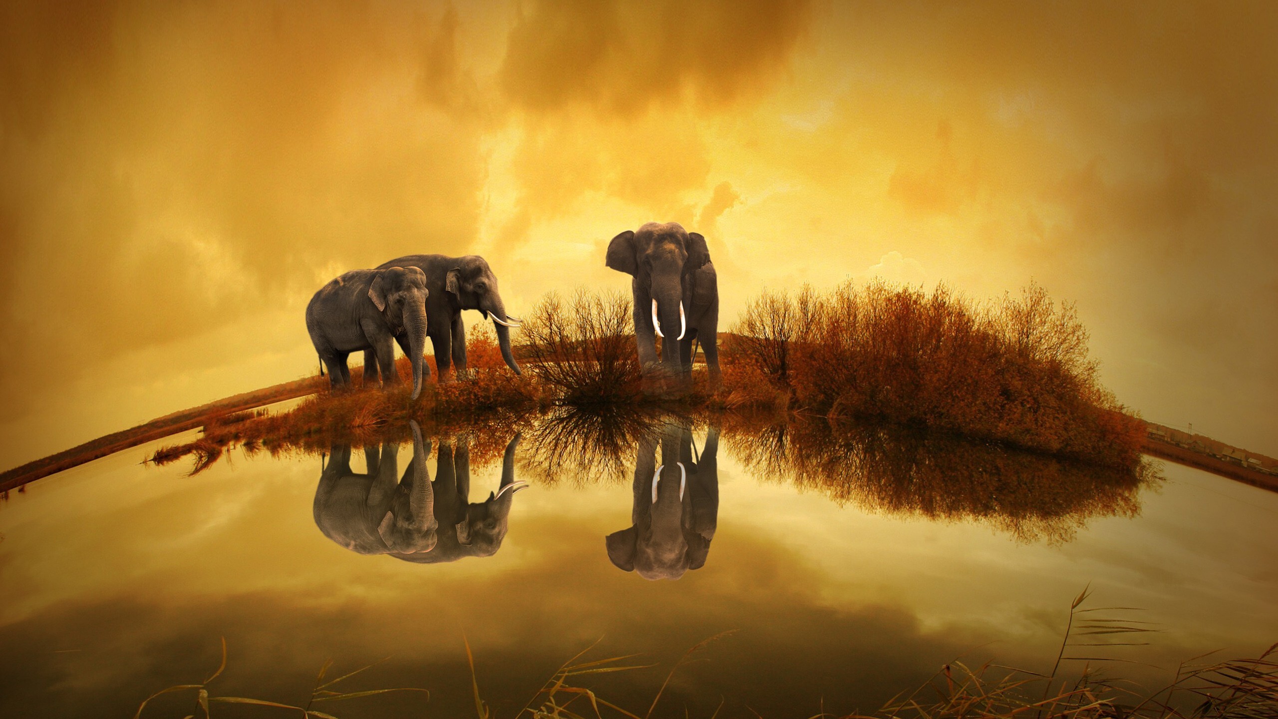 Best Elephant Wallpapers