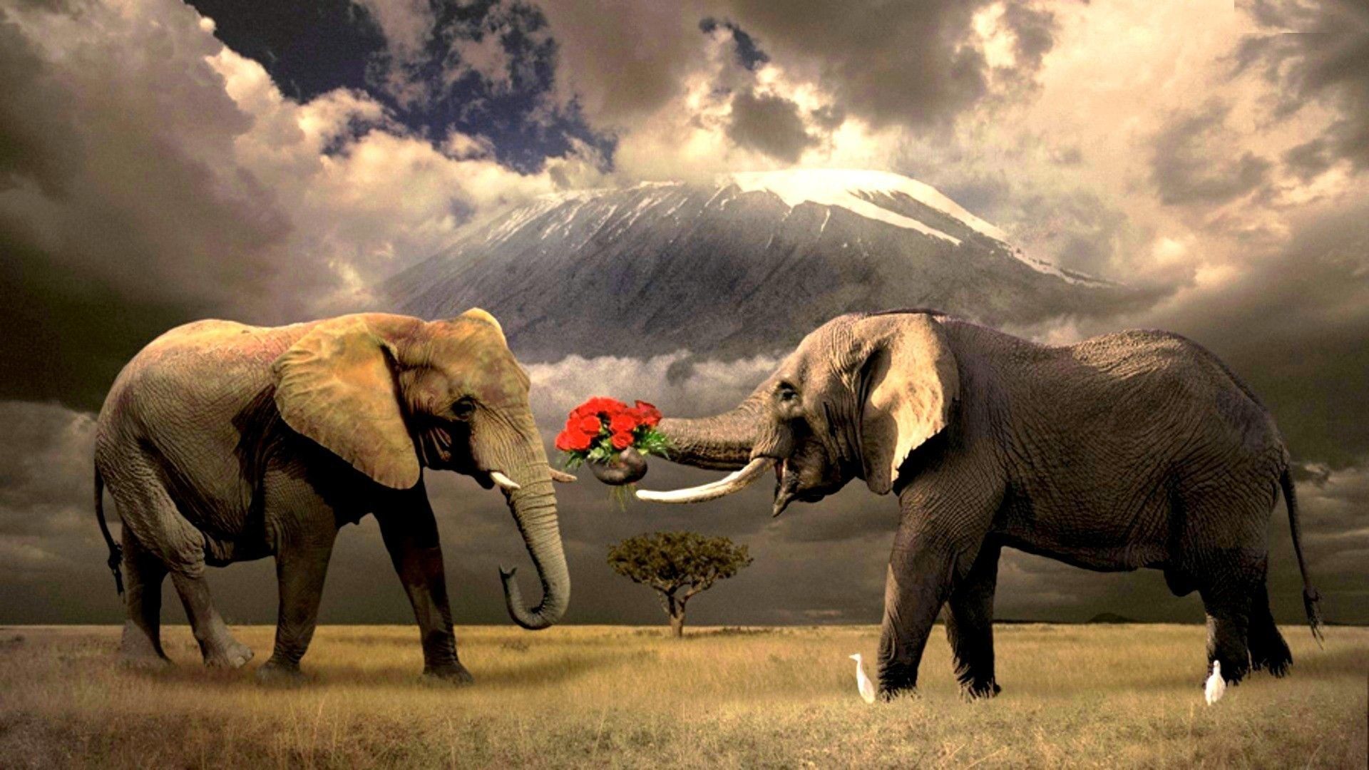 Best Elephant Wallpapers