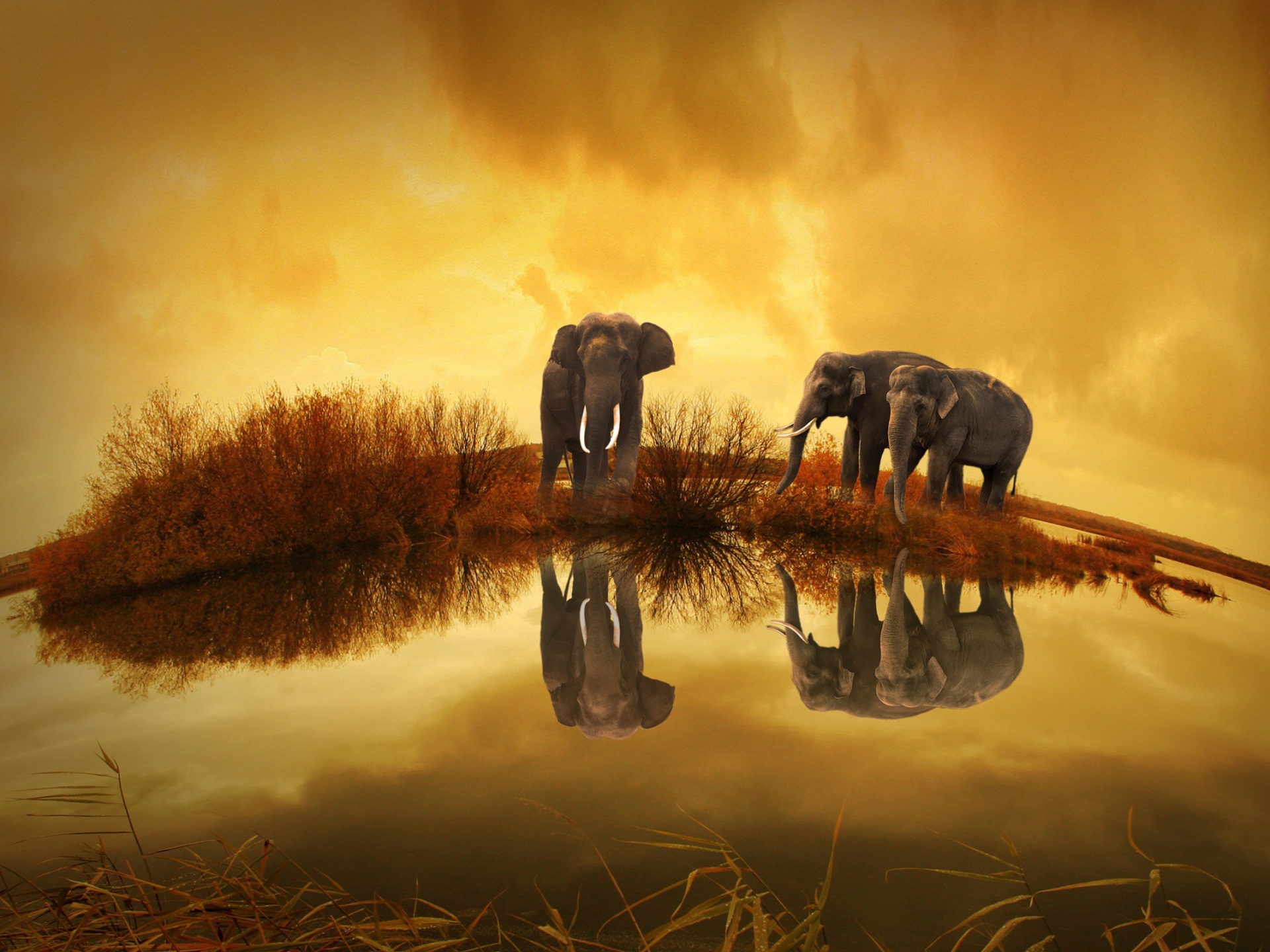 Best Elephant Wallpapers