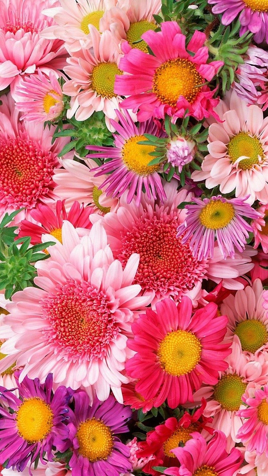 Best Flowers Wallpapers