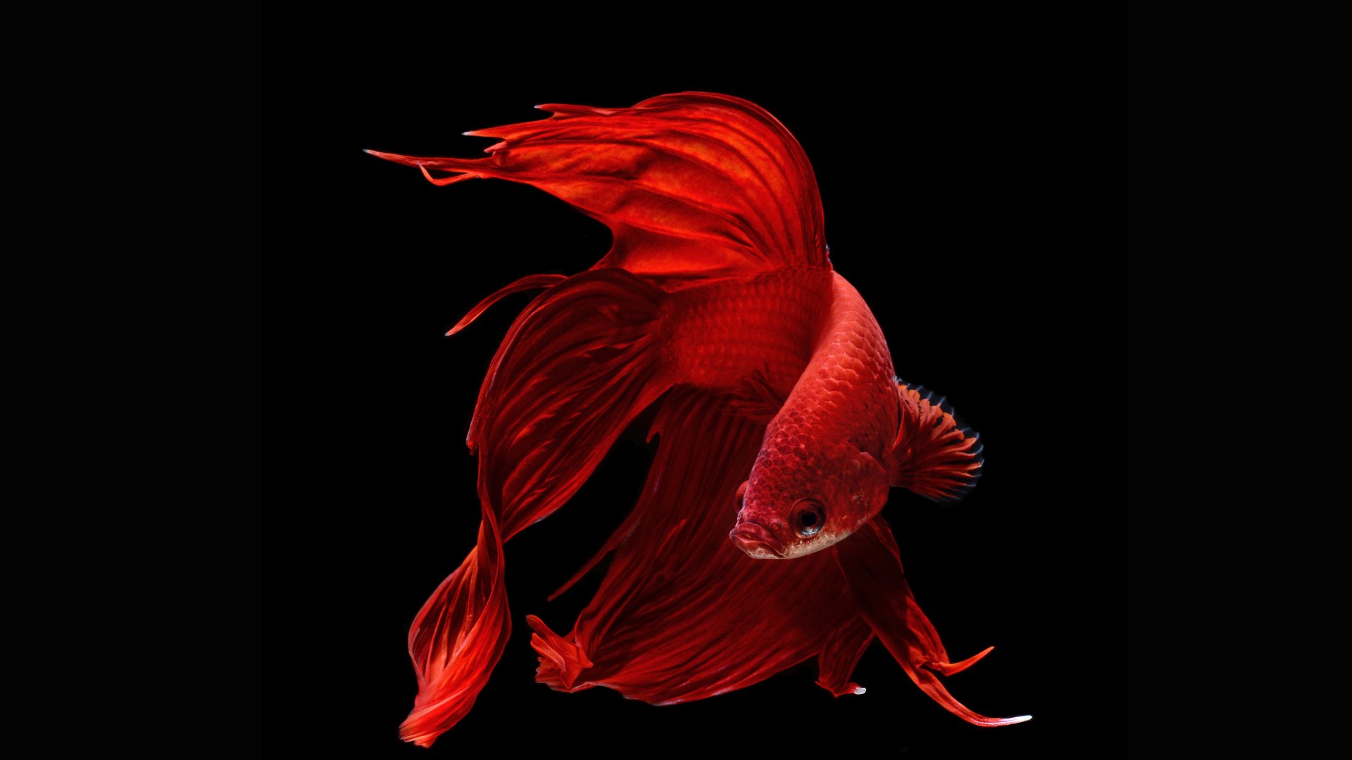 Betta Fish Wallpapers