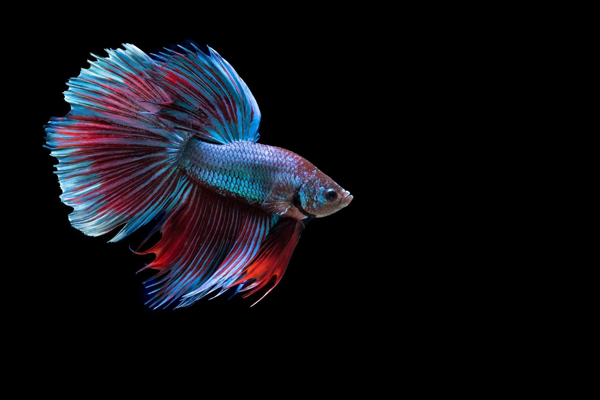 Betta Fish Wallpapers