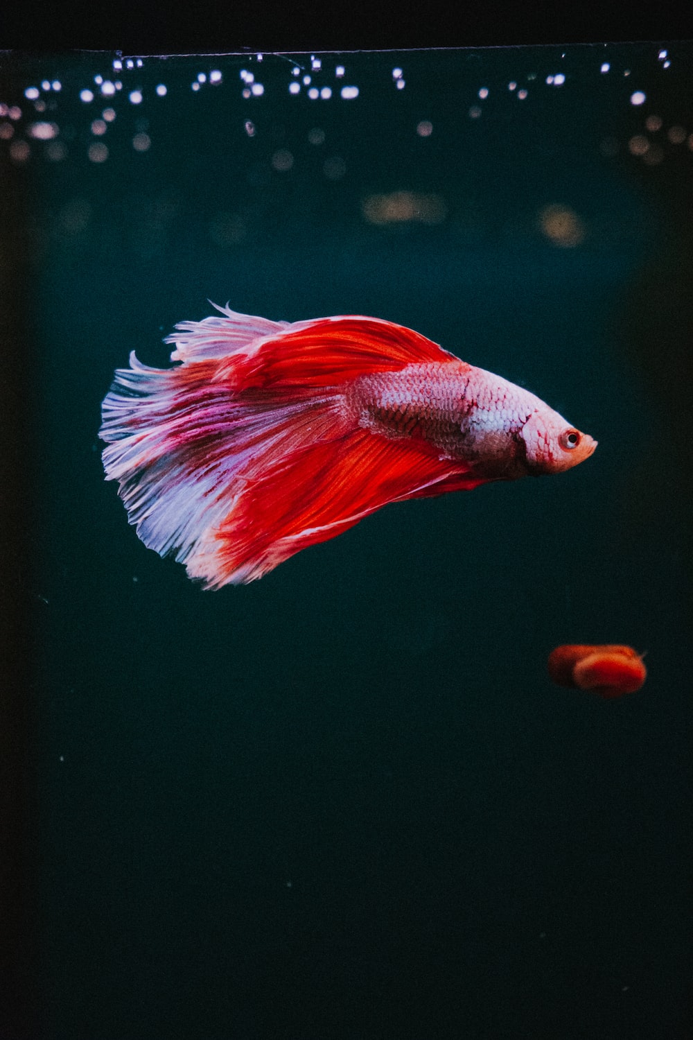 Betta Fish Wallpapers