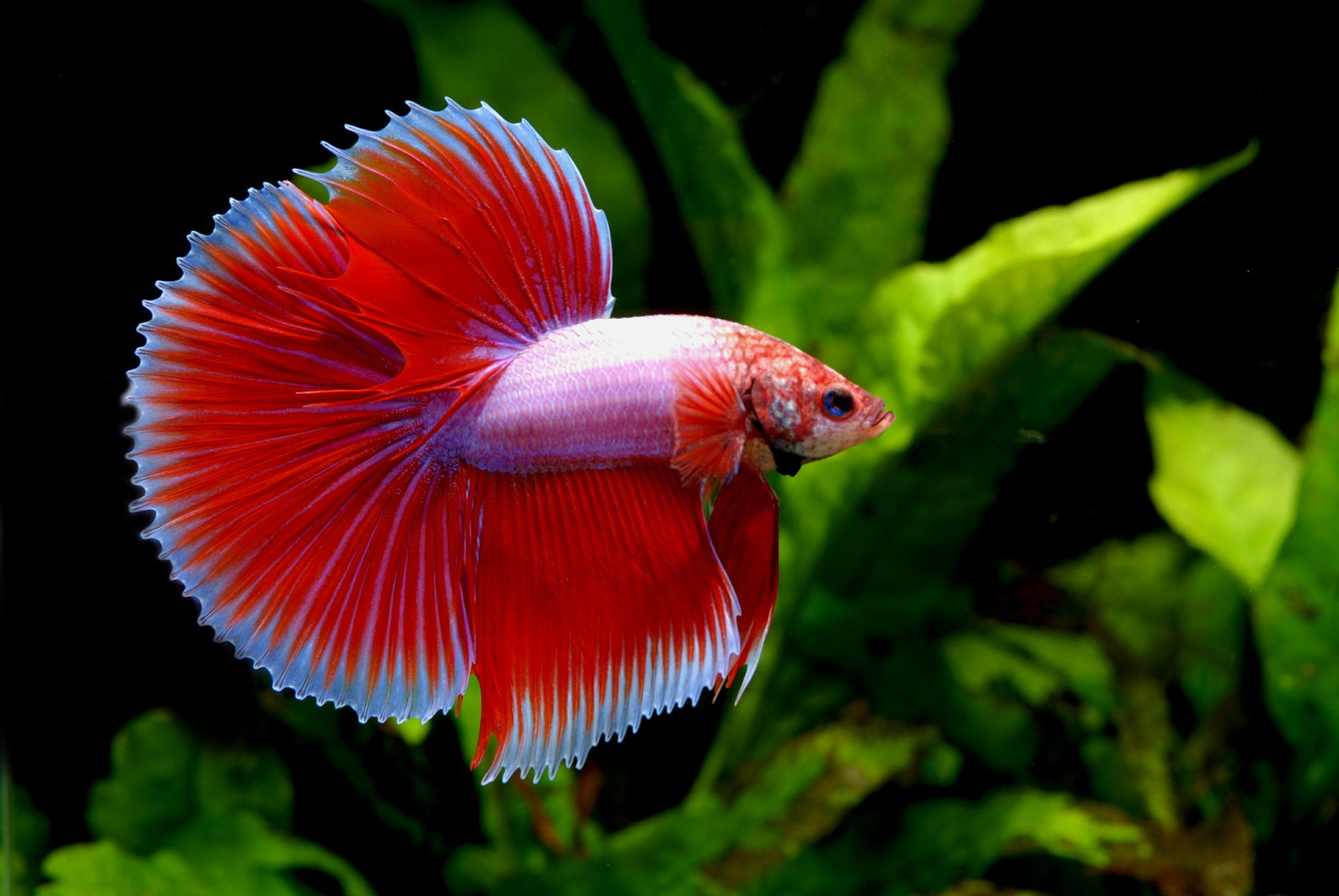 Betta Fish Wallpapers