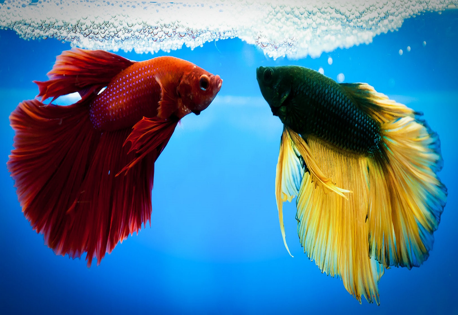 Betta Fish Wallpapers