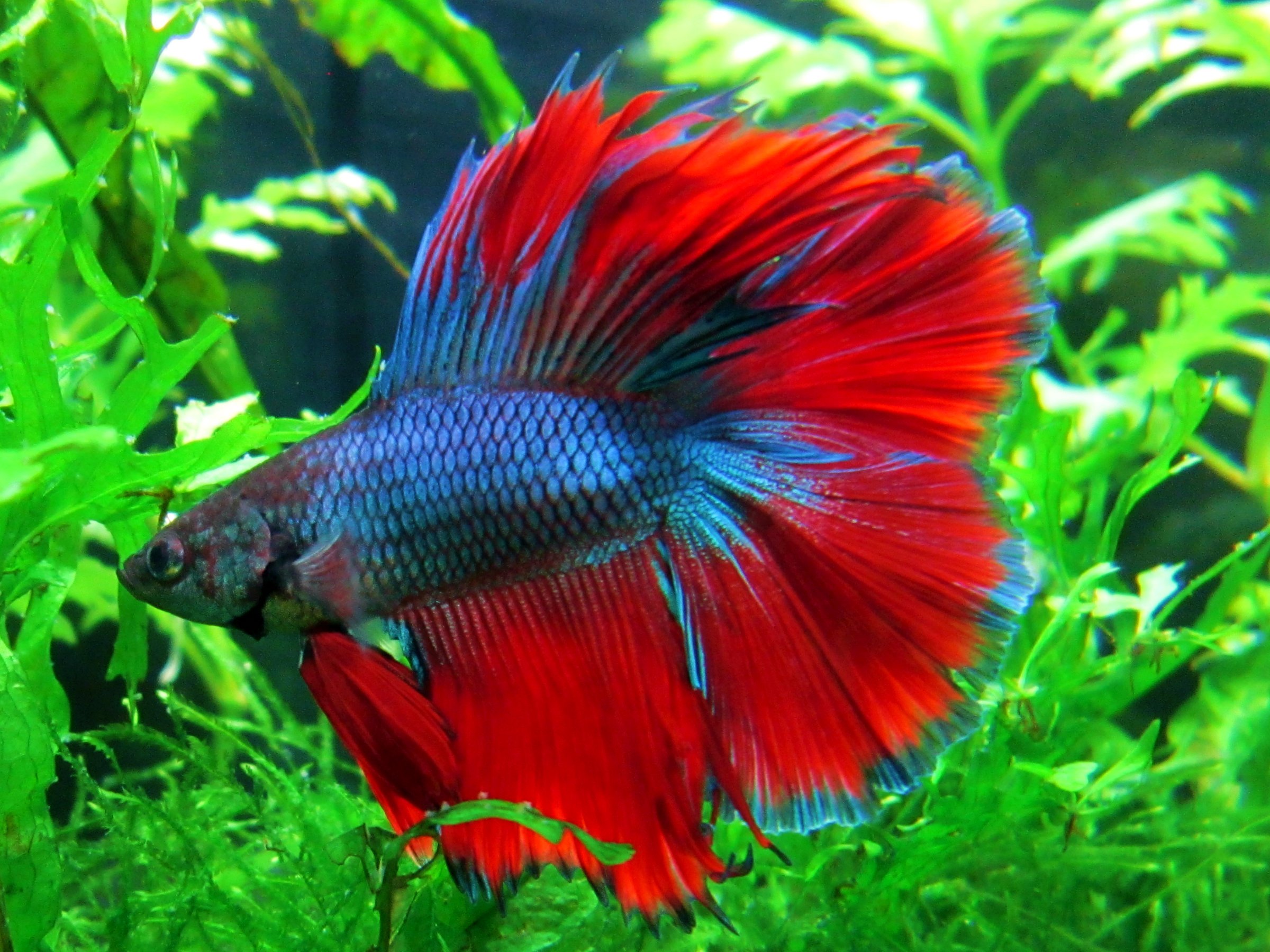 Betta Fish Wallpapers