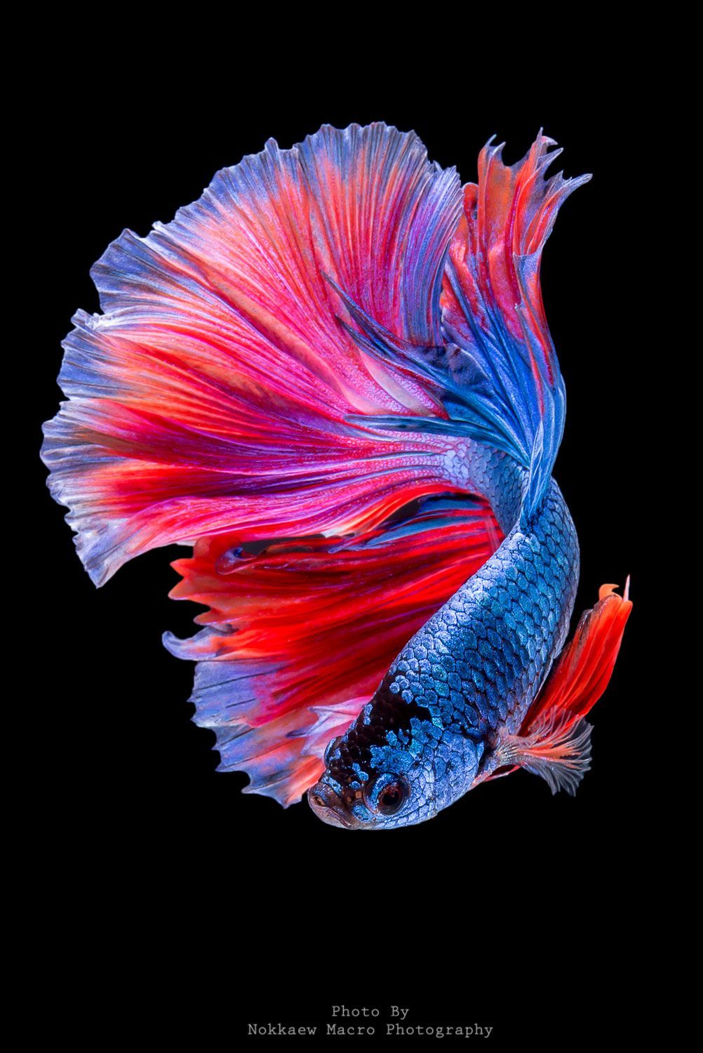 Betta Fish Wallpapers