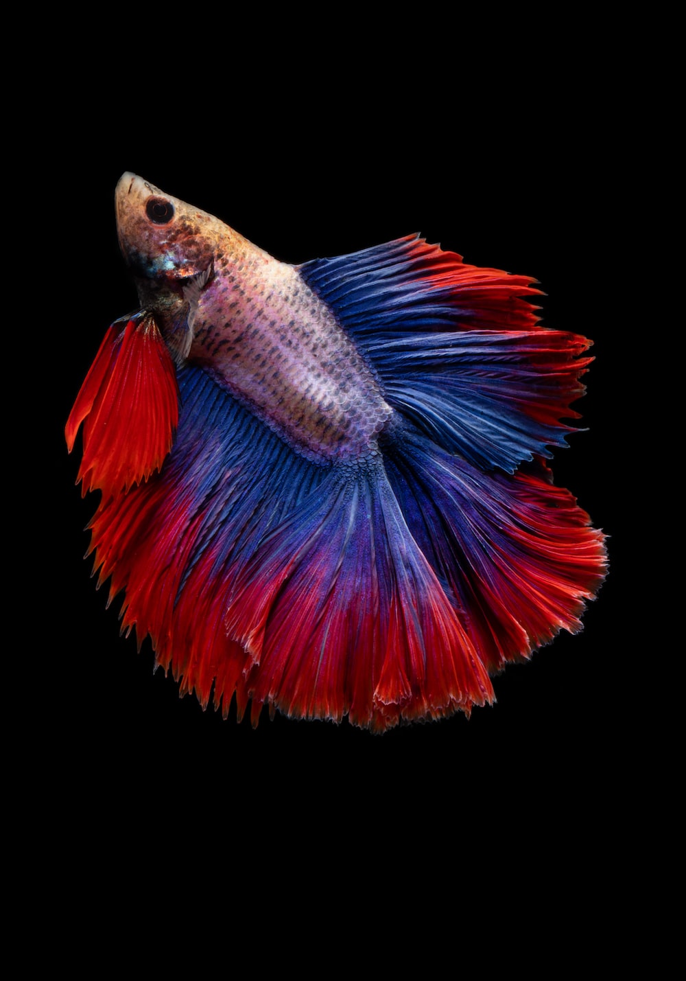 Betta Fish Wallpapers