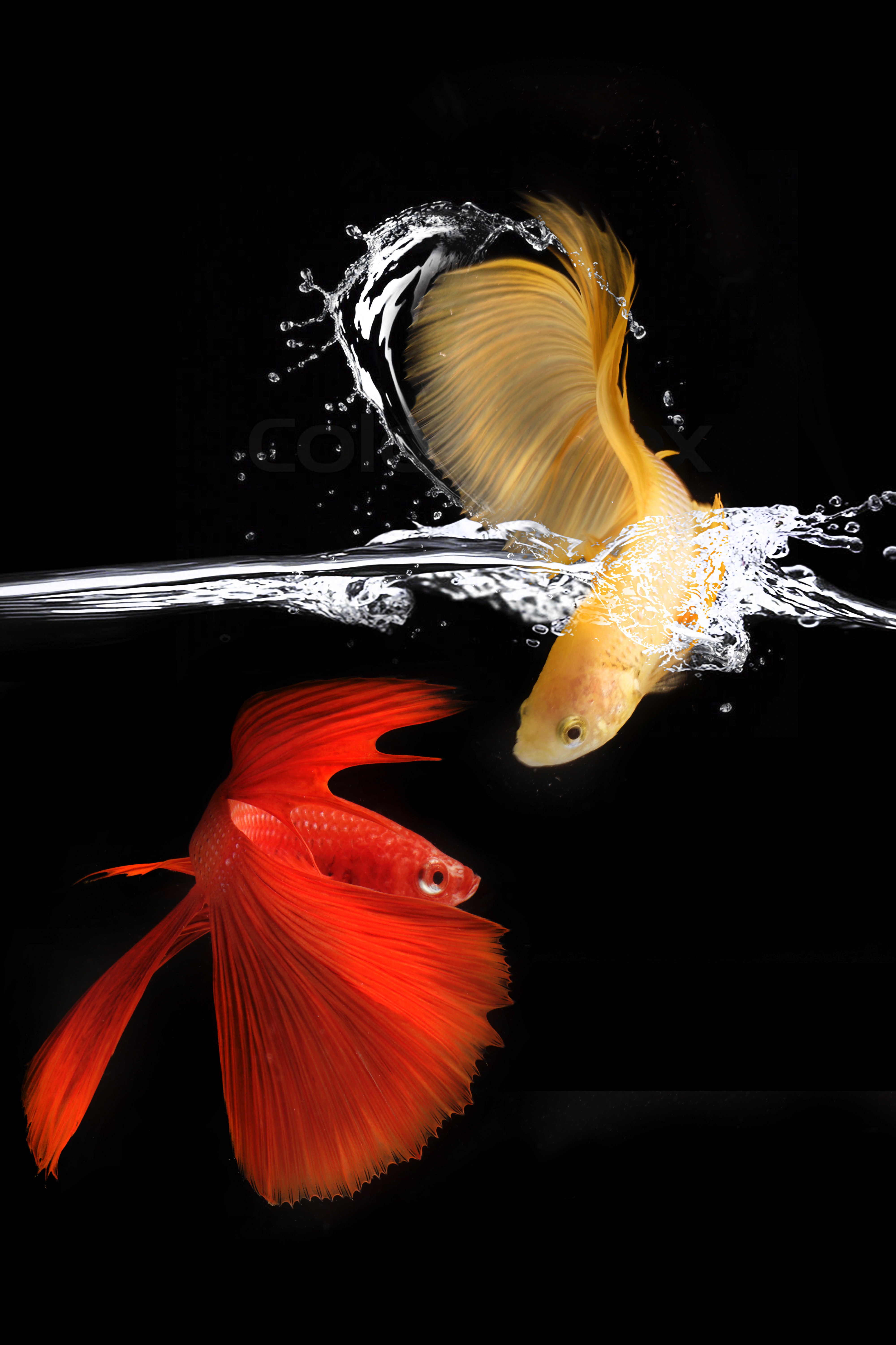 Betta Fish Wallpapers