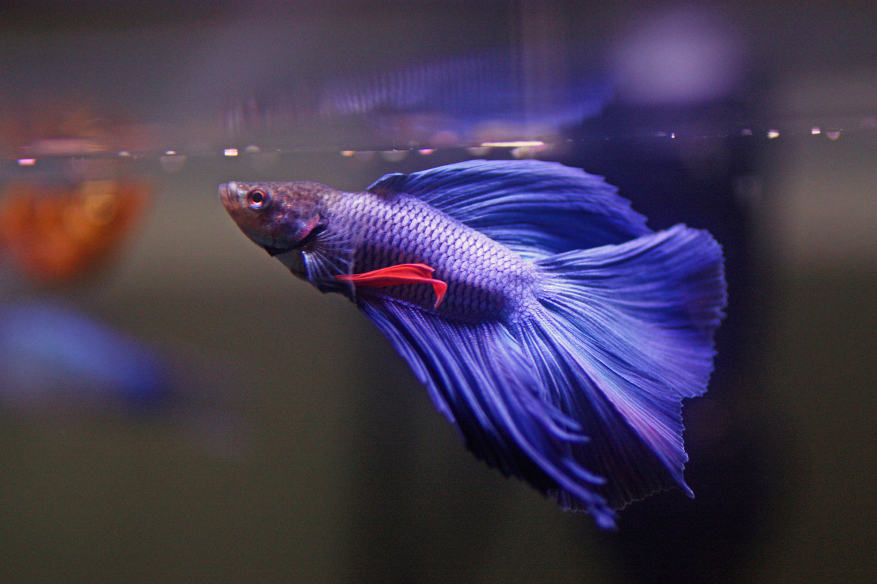 Betta Fish Wallpapers