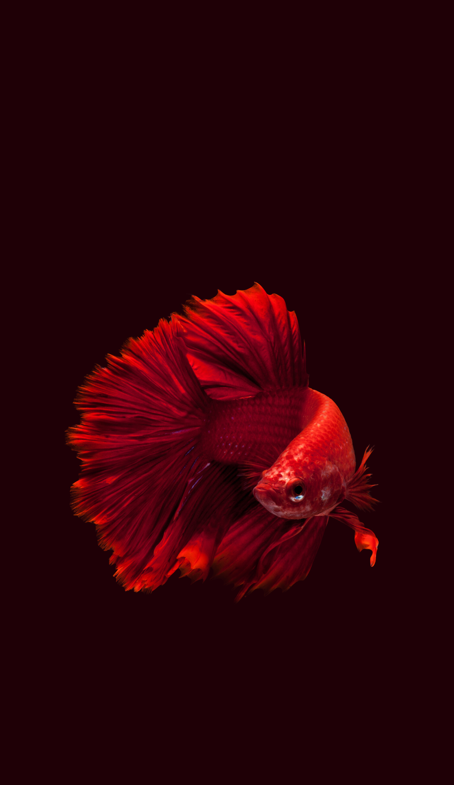 Betta Fish Wallpapers