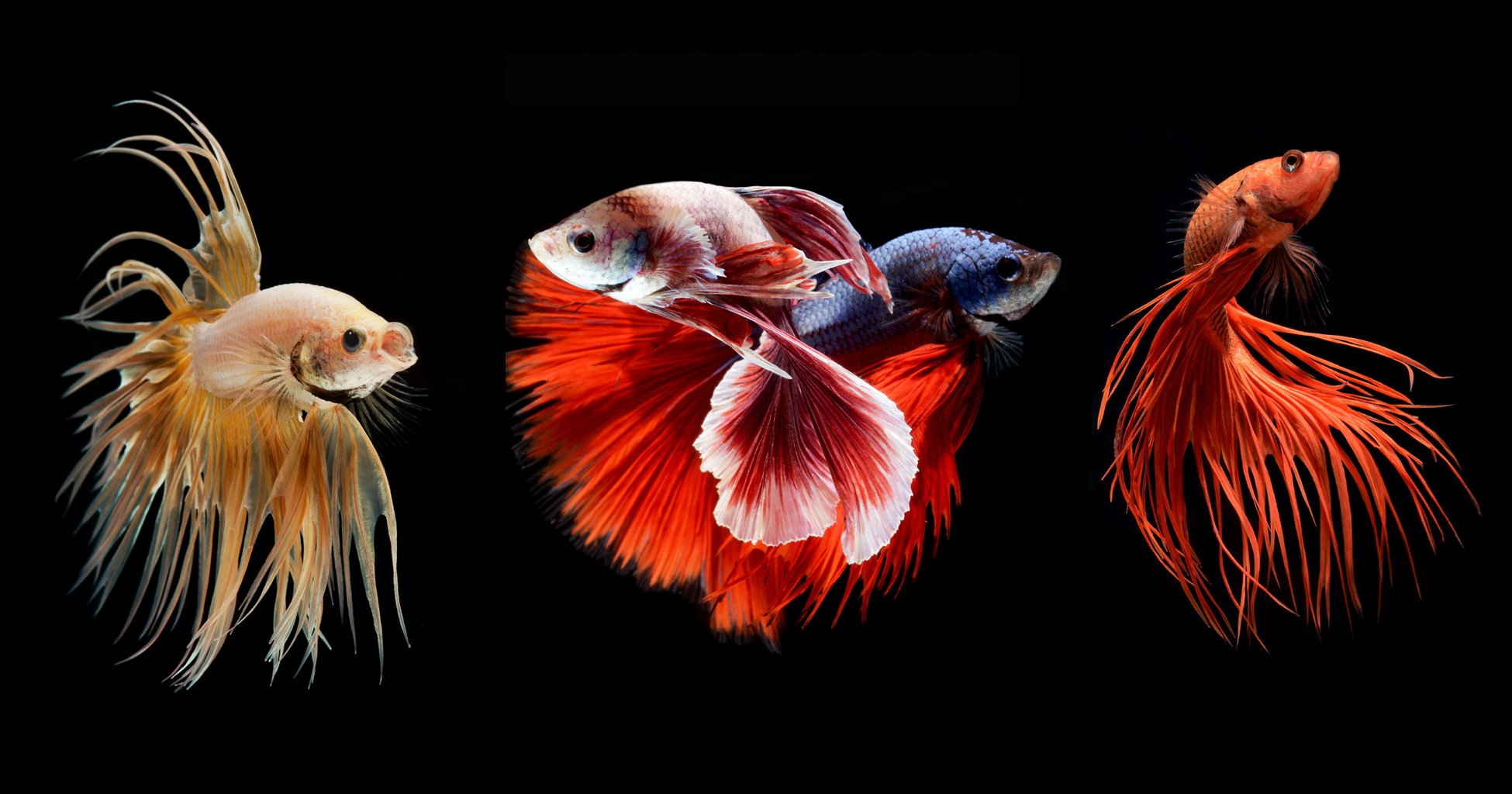 Betta Fish Wallpapers