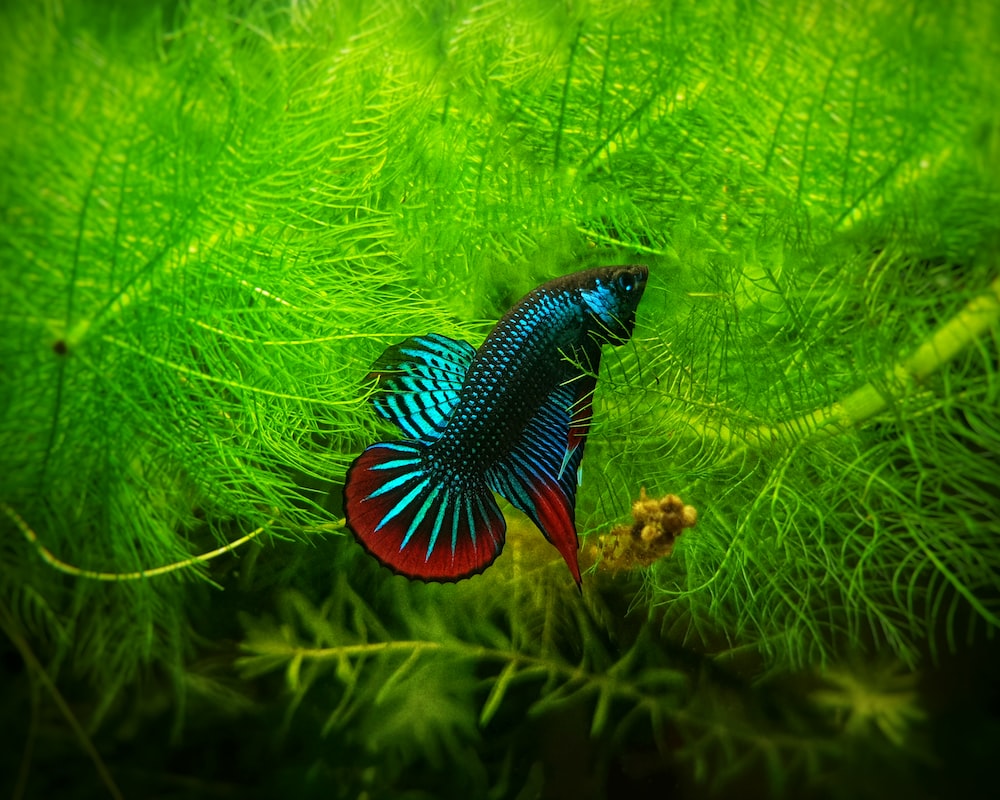 Betta Fish Wallpapers