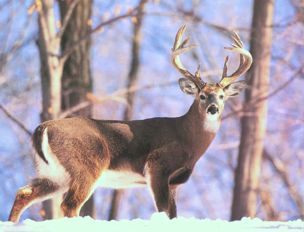 Big Buck Wallpapers