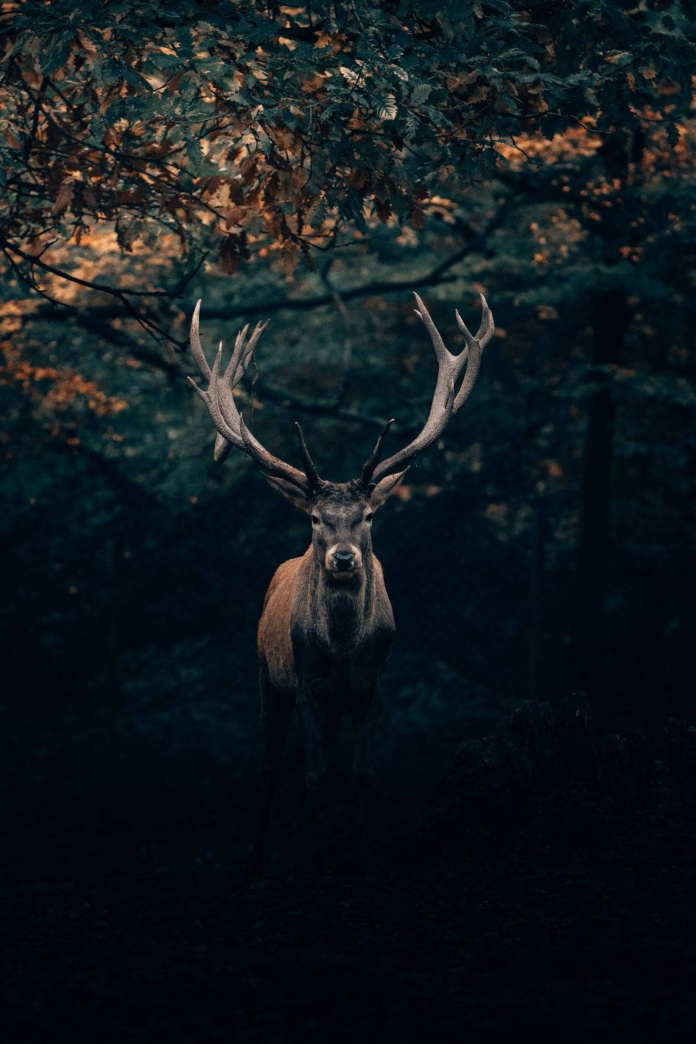 Big Buck Wallpapers