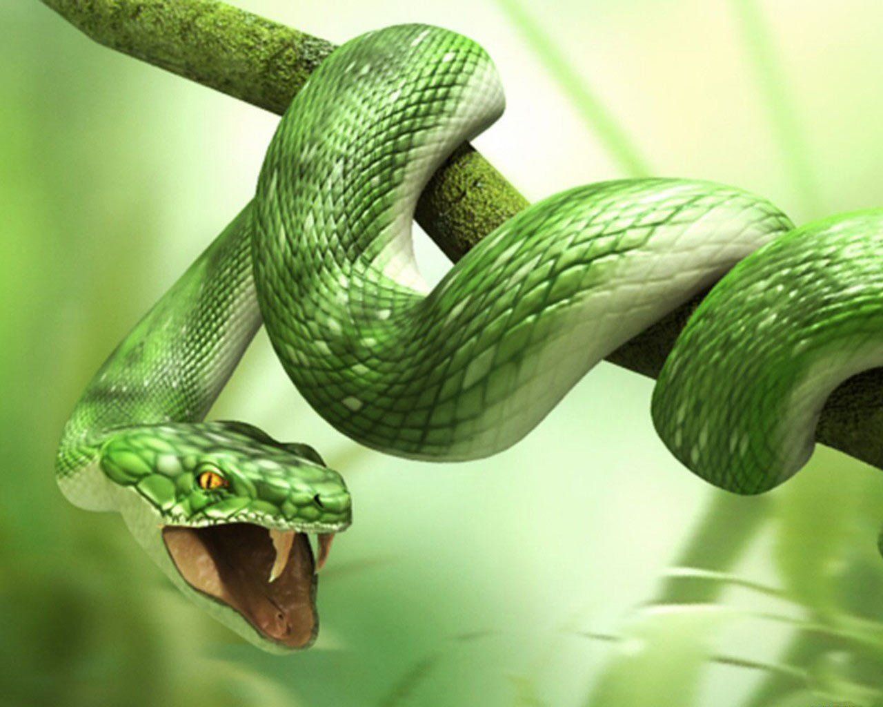 Big Snake Photos Wallpapers