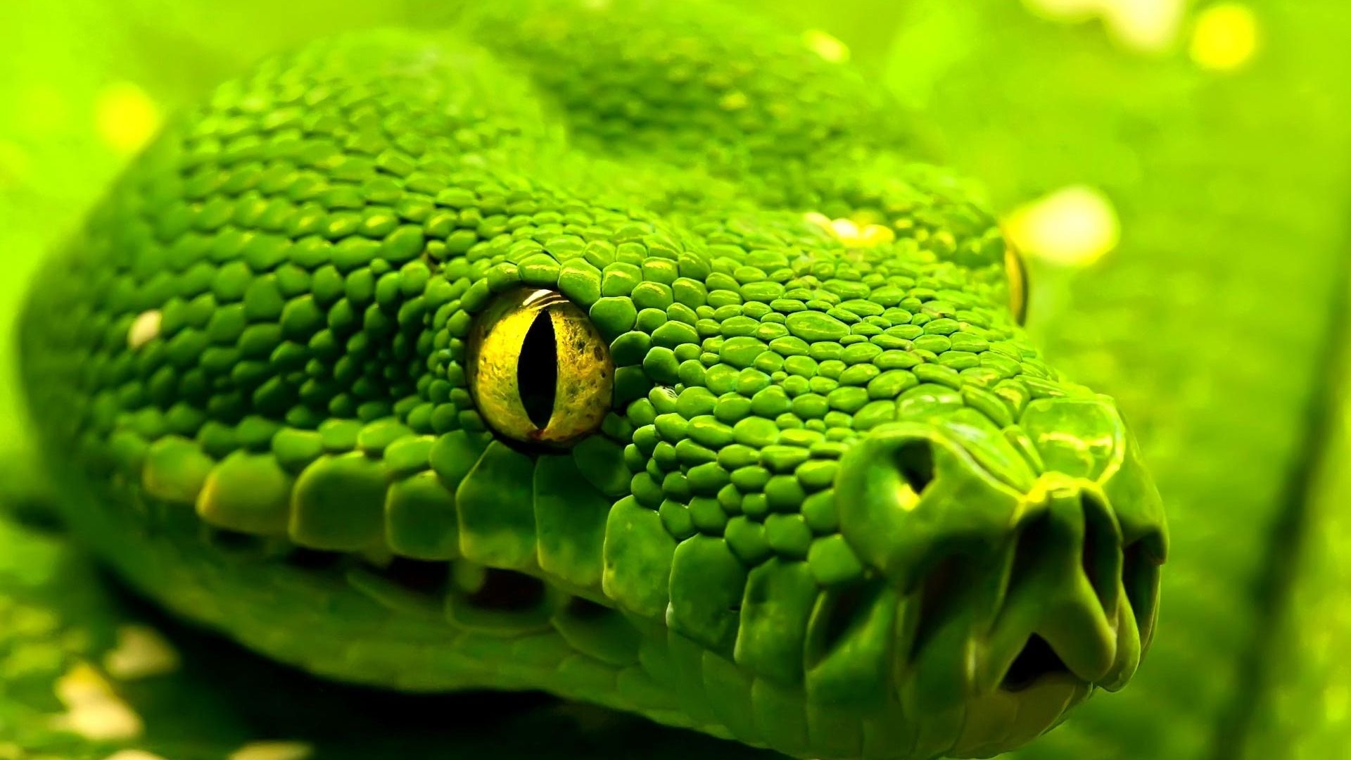 Big Snake Photos Wallpapers