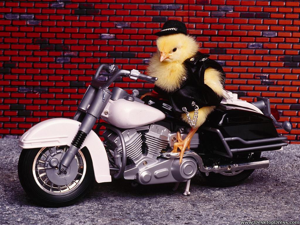Biker Chick Wallpapers