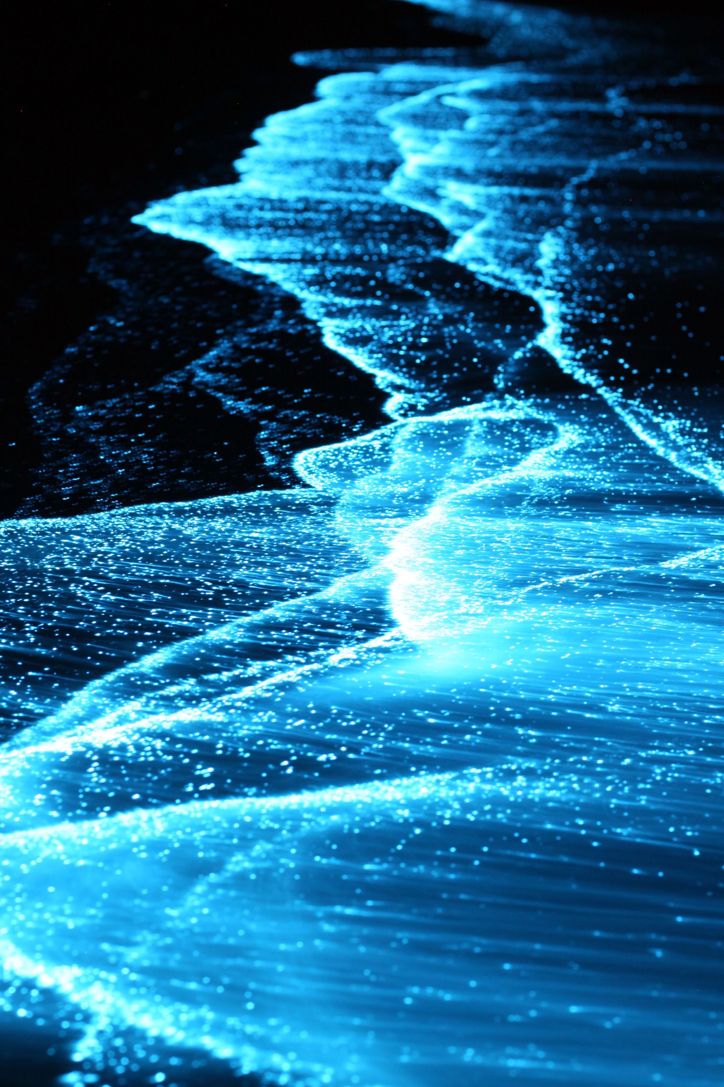 Bioluminescence Wallpapers