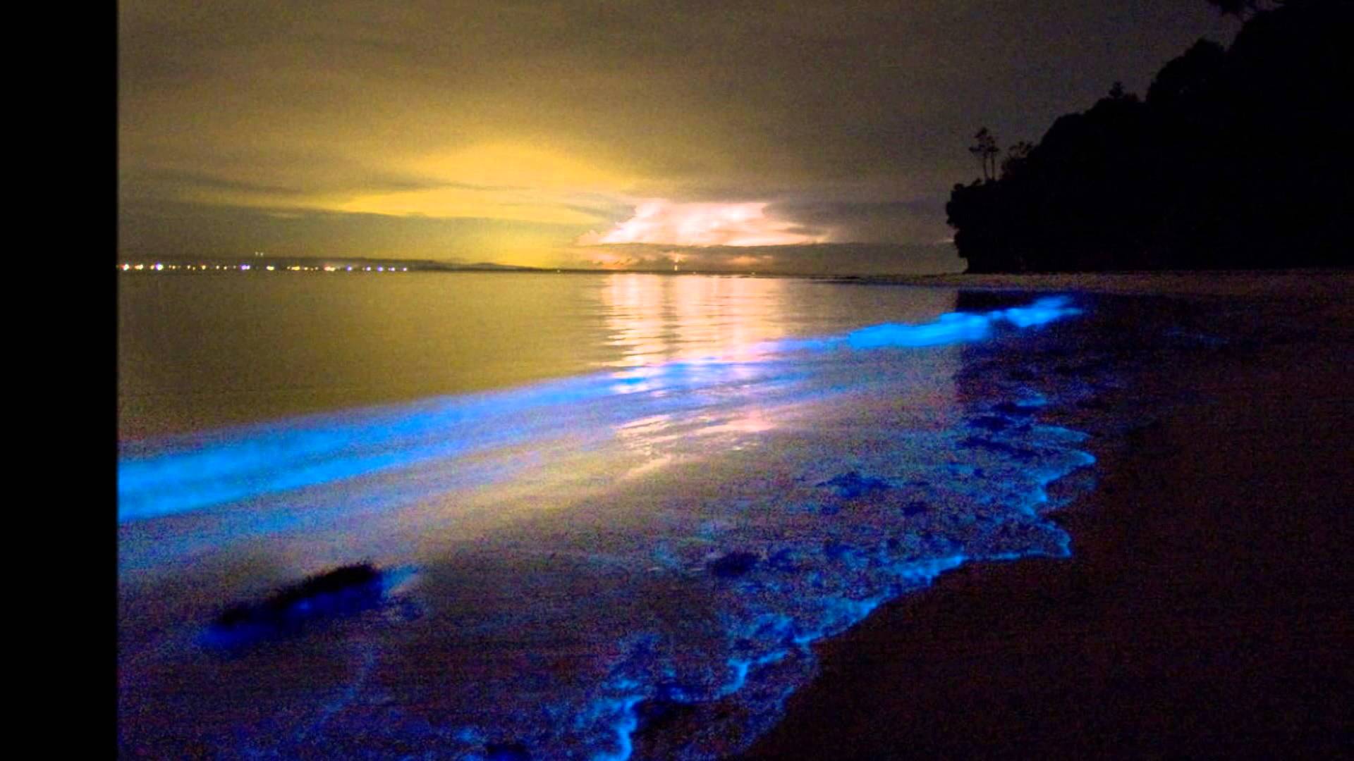 Bioluminescence Wallpapers