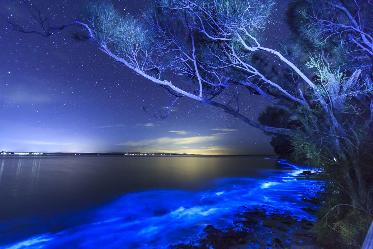 Bioluminescence Wallpapers