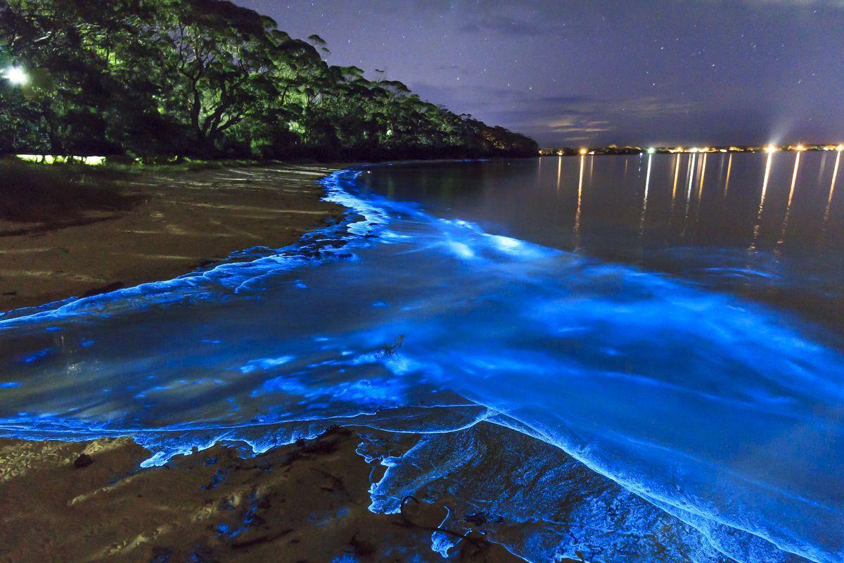 Bioluminescence Wallpapers