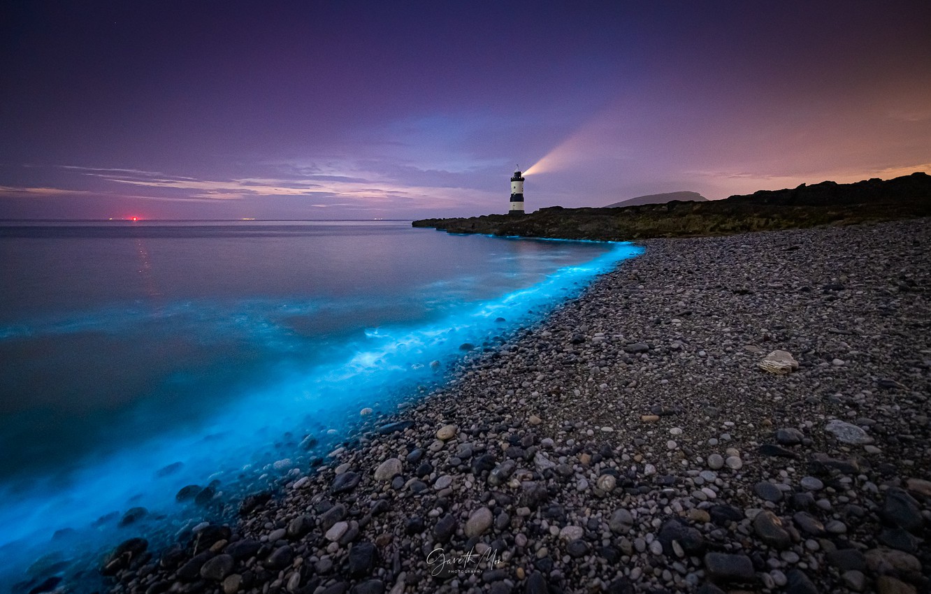 Bioluminescence Wallpapers