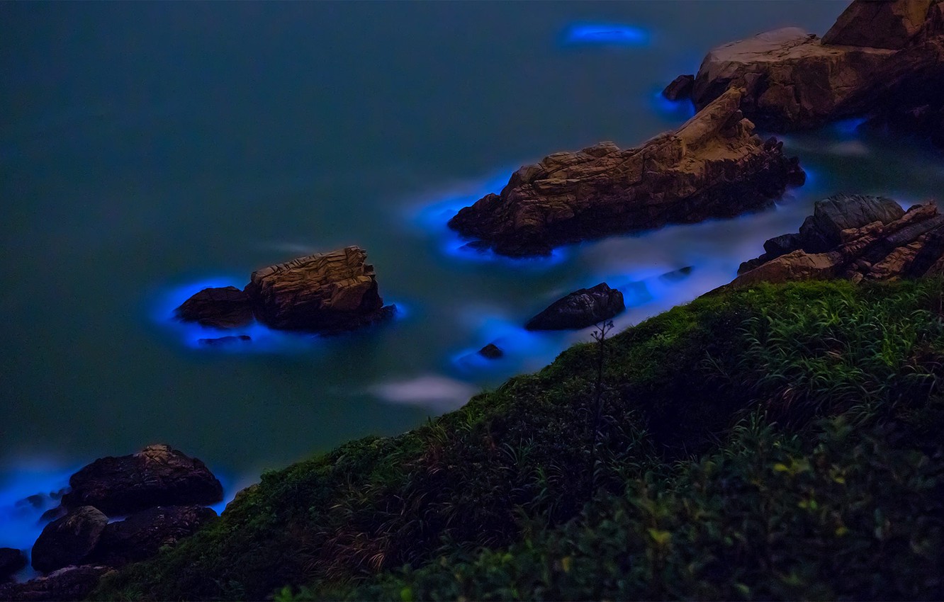 Bioluminescence Wallpapers