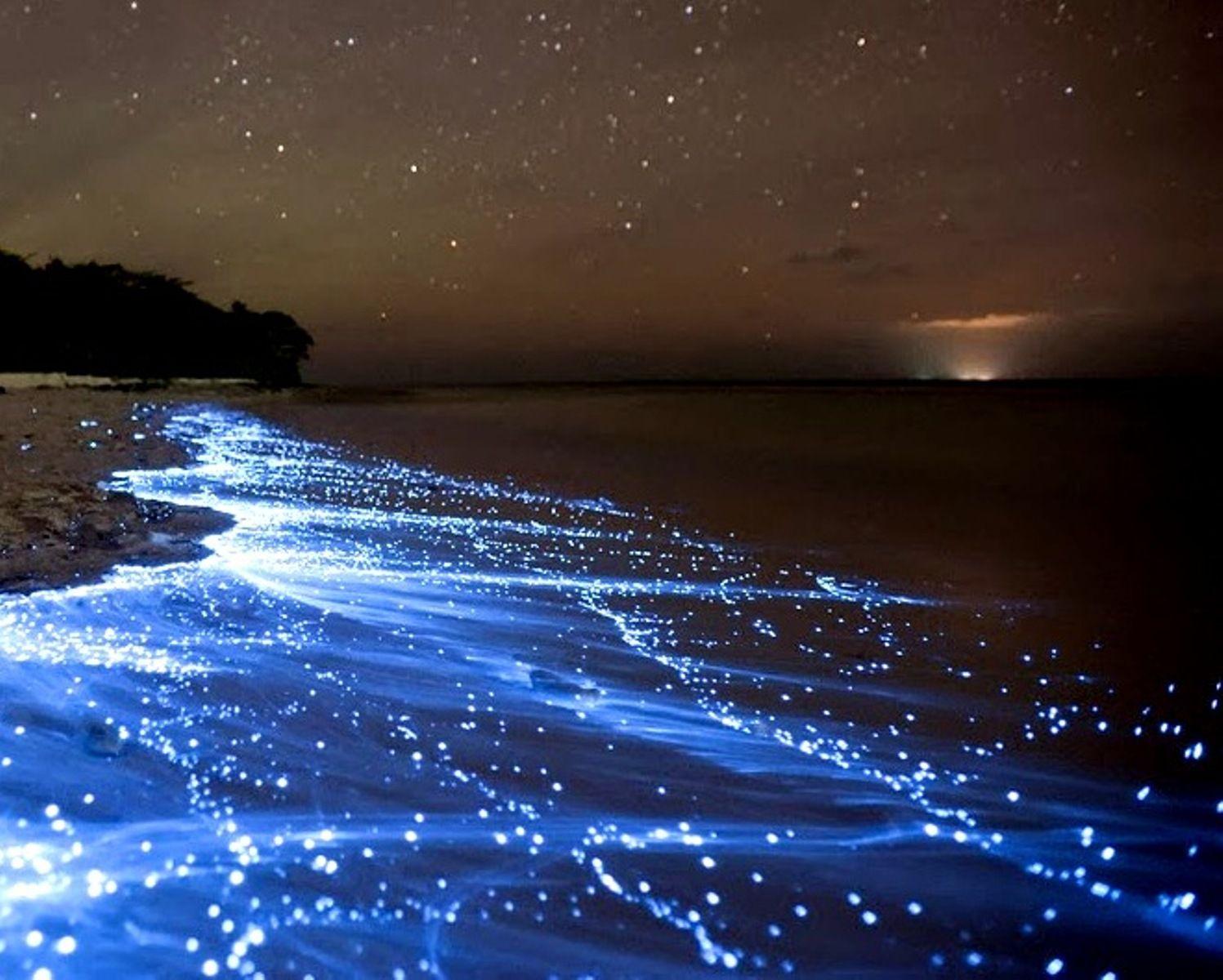 Bioluminescence Wallpapers