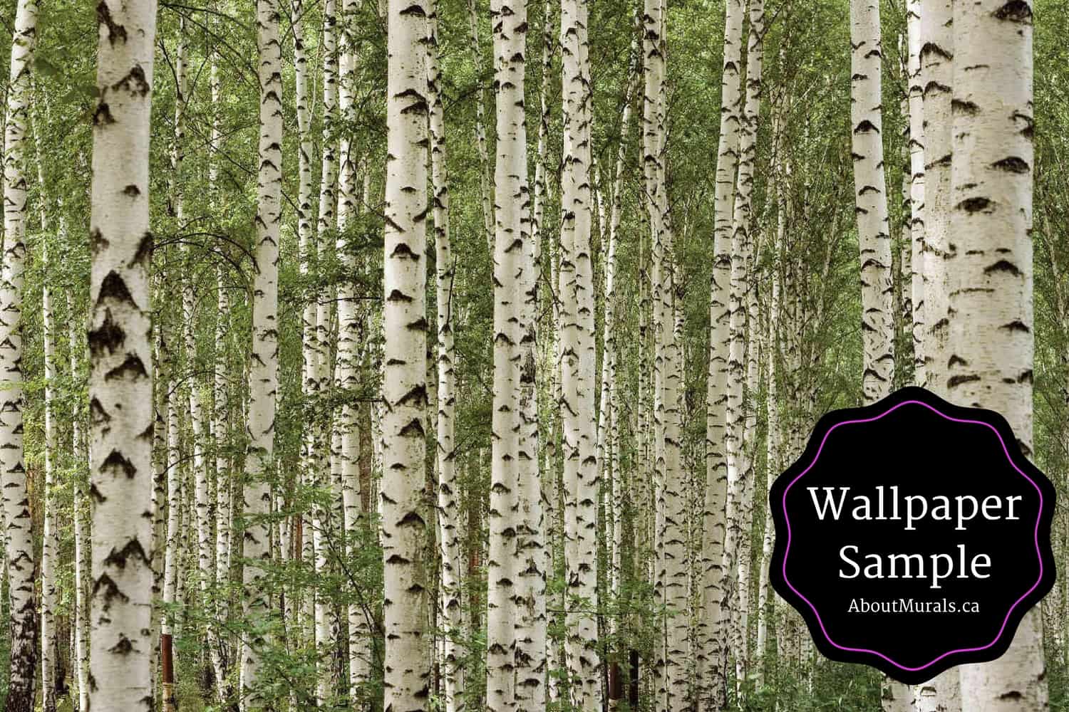 Birch Tree Forest Wallpapers