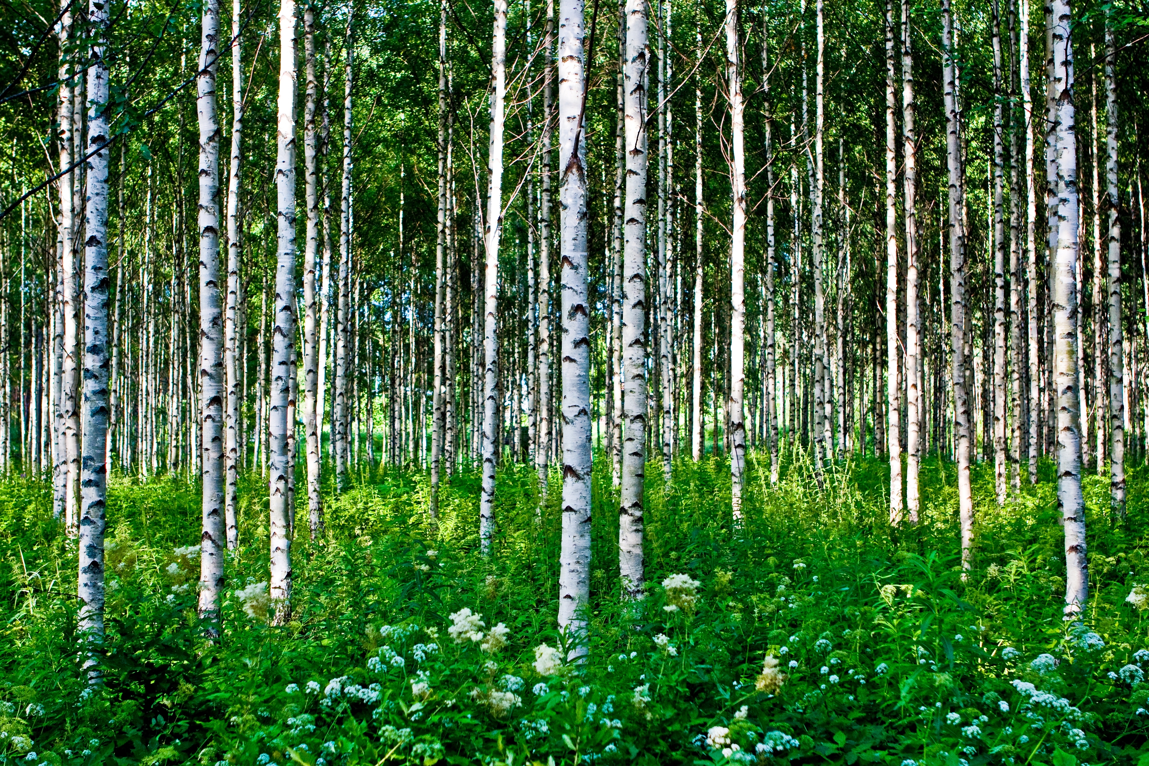 Birch Tree Forest Wallpapers