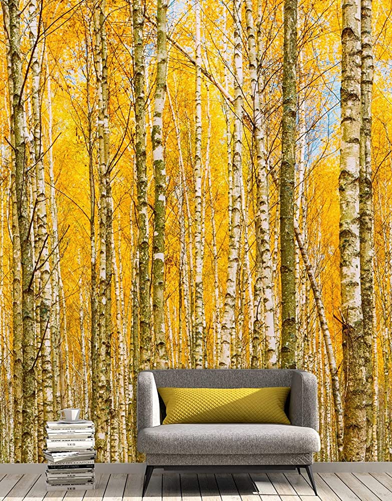 Birch Tree Forest Wallpapers