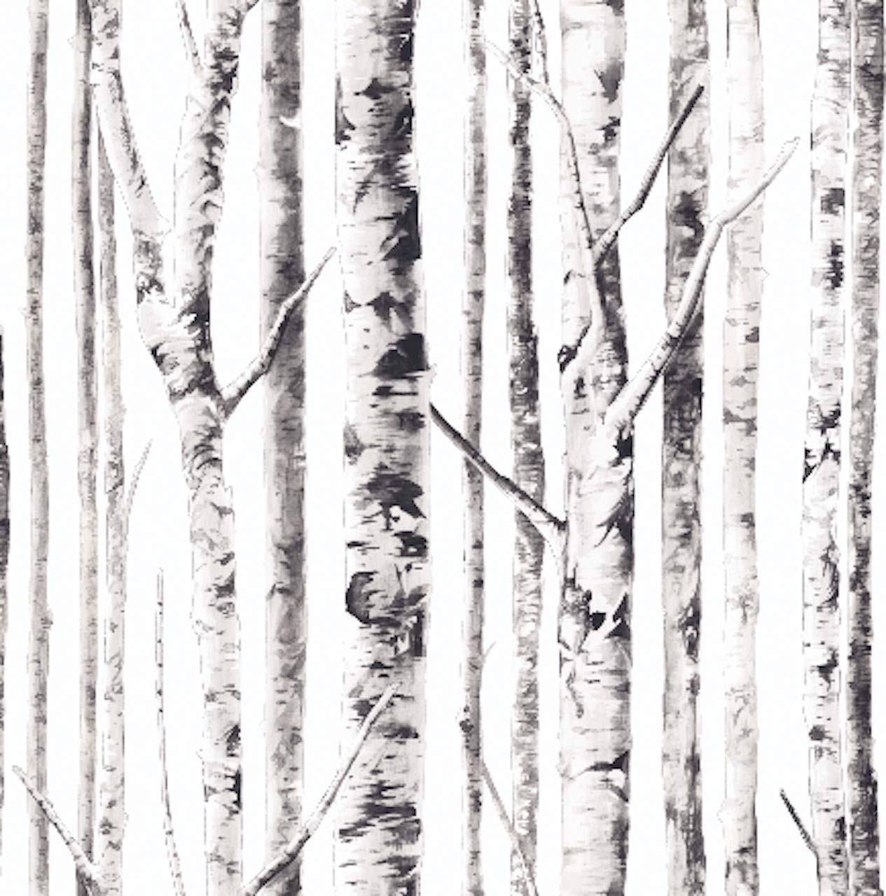 Birch Tree Forest Wallpapers