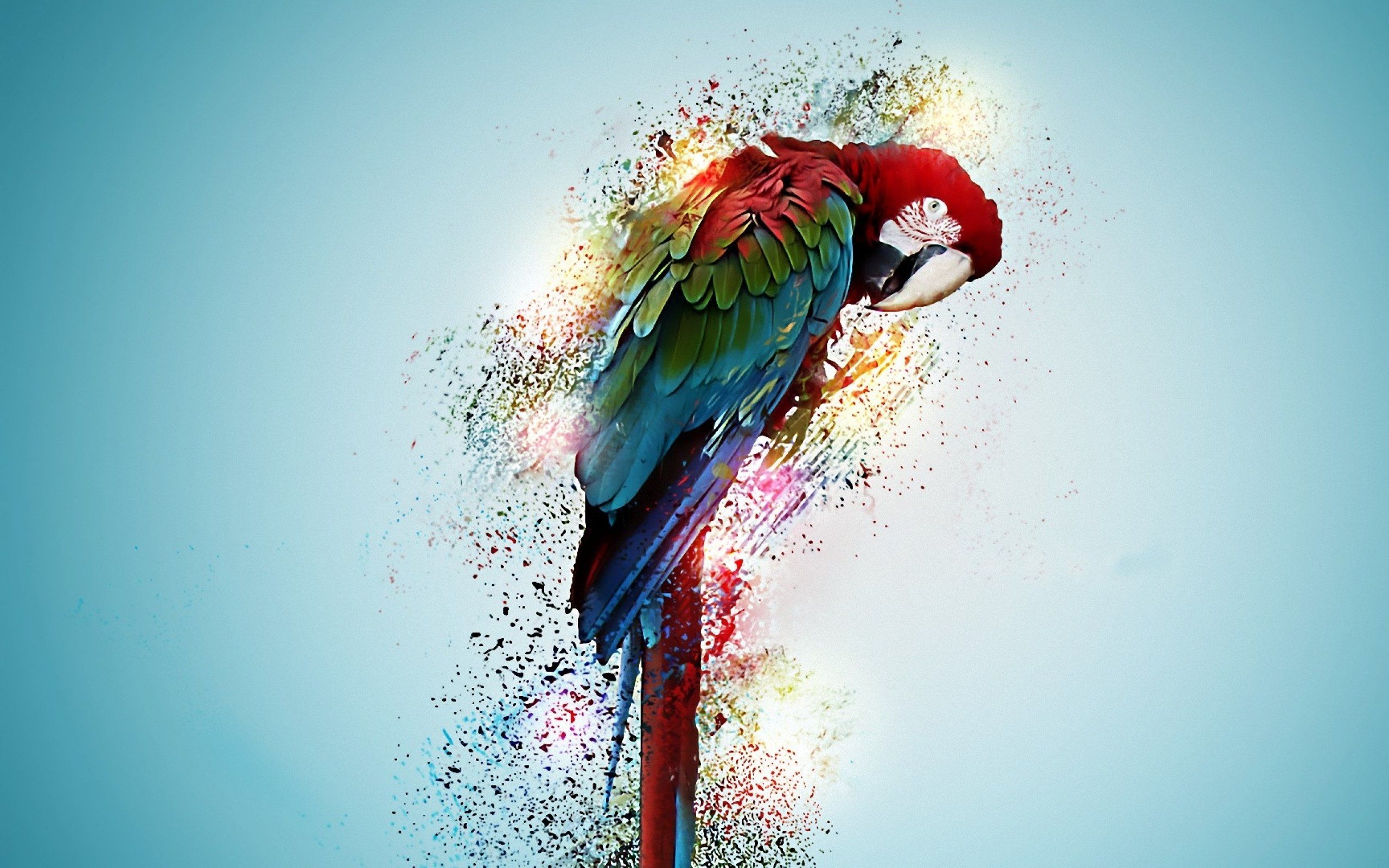 Bird Painting Images Wallpapers