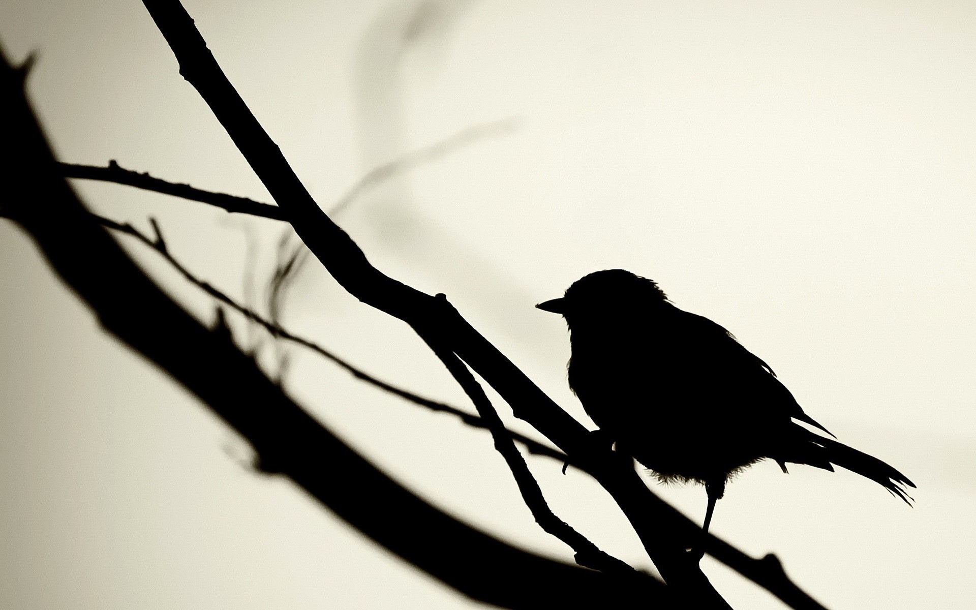 Bird Silhouette Wallpapers