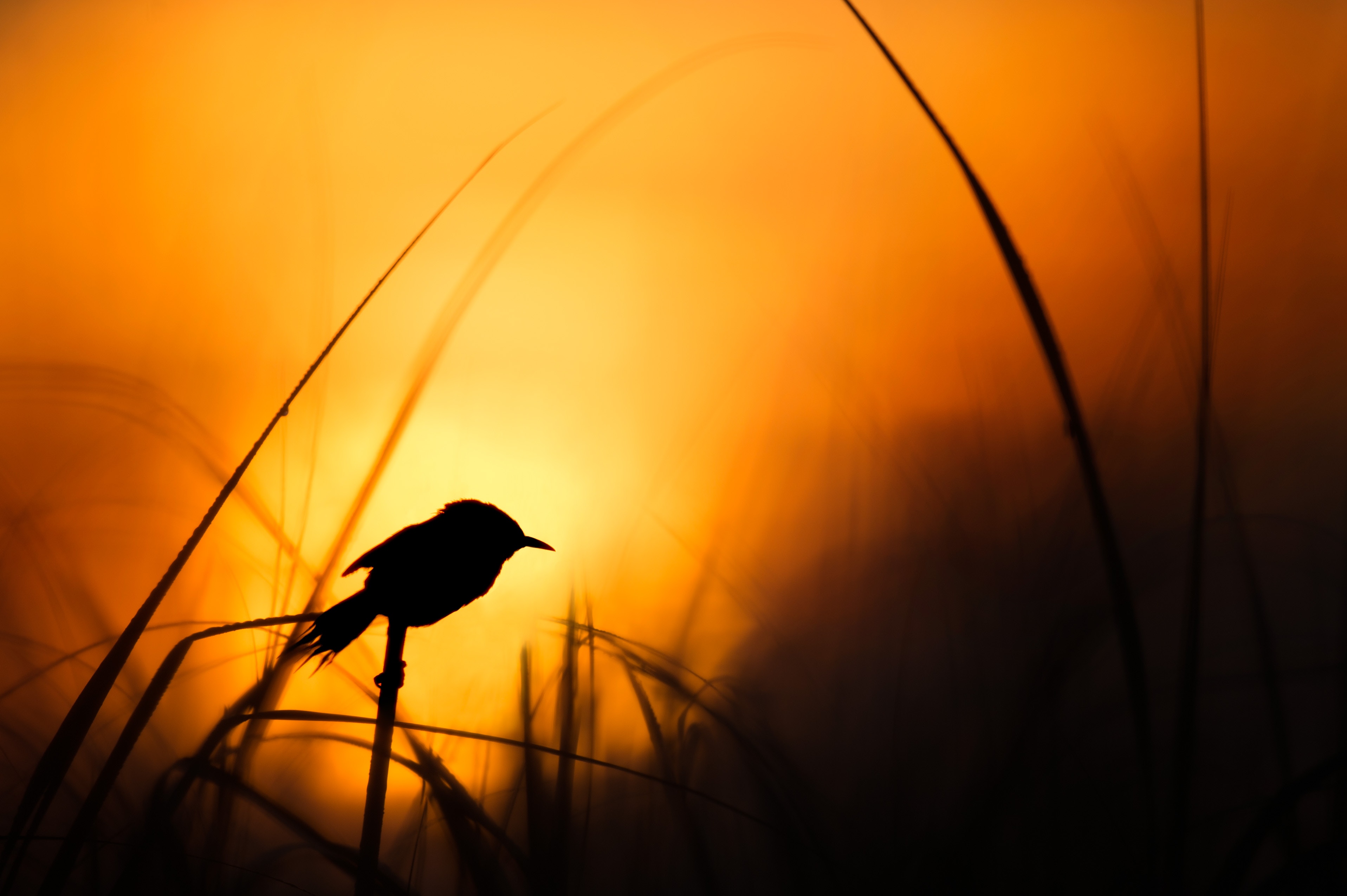 Bird Silhouette Wallpapers