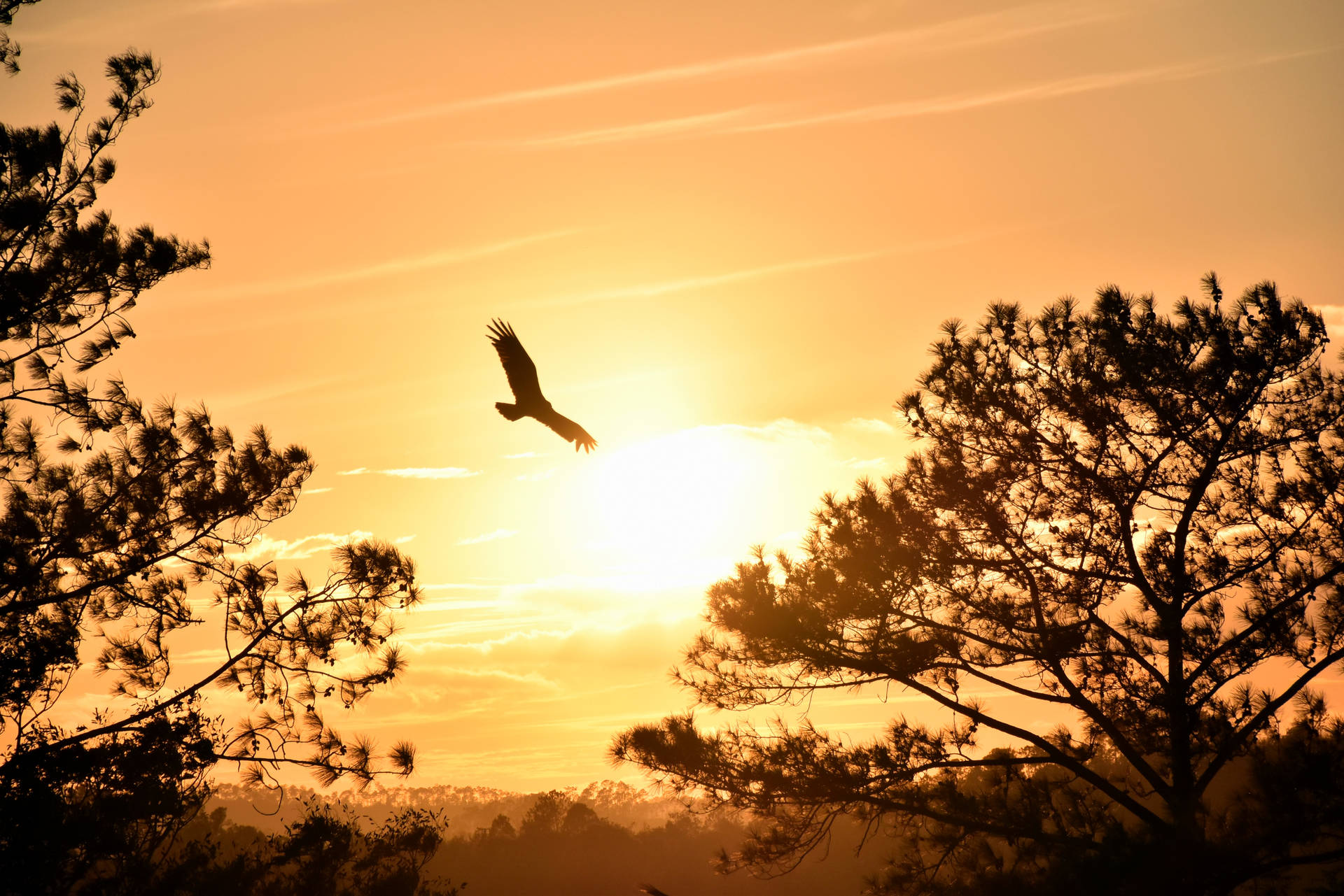 Bird Silhouette Wallpapers