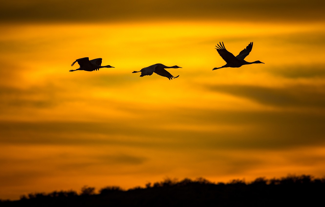 Bird Silhouette Wallpapers