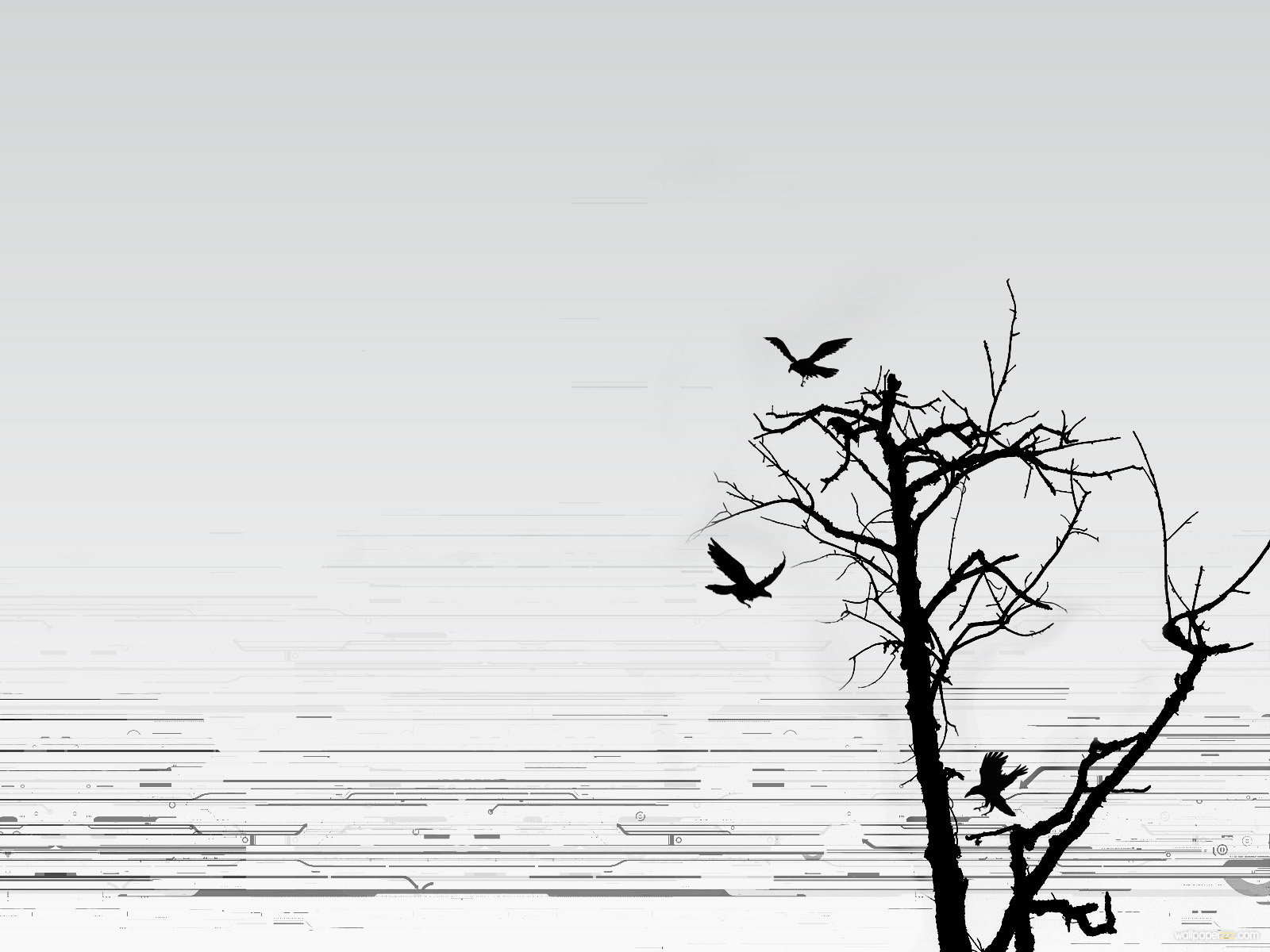 Bird Silhouette Wallpapers