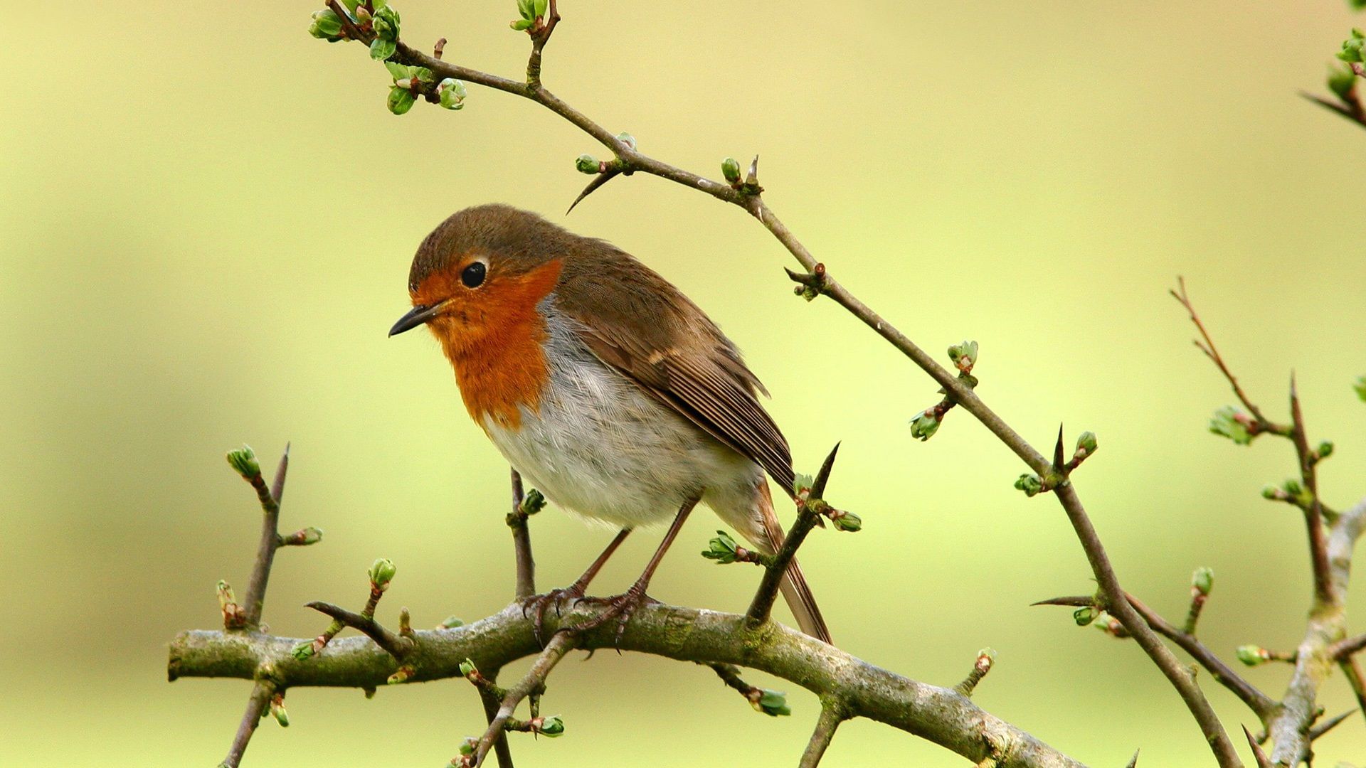 Bird For Computer Wallpapers