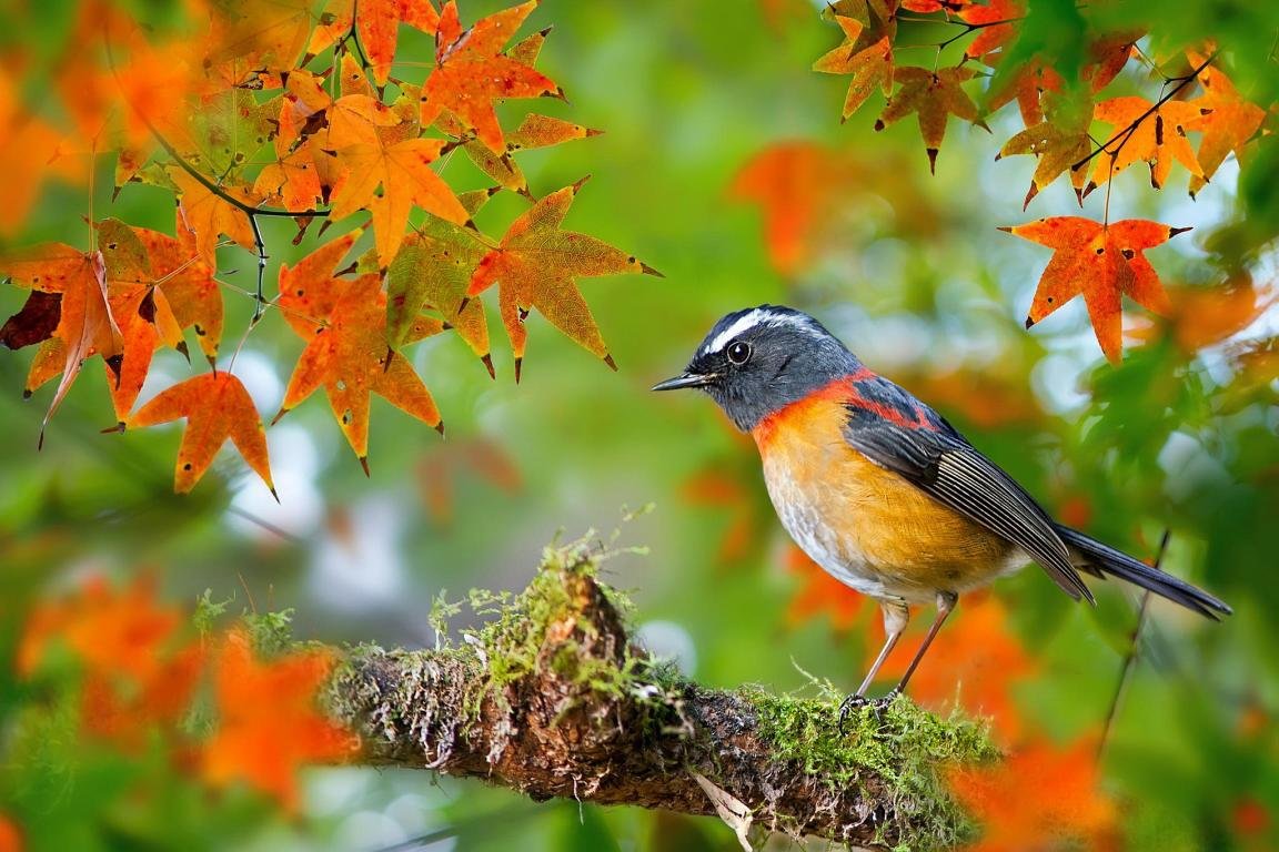 Bird For Computer Wallpapers