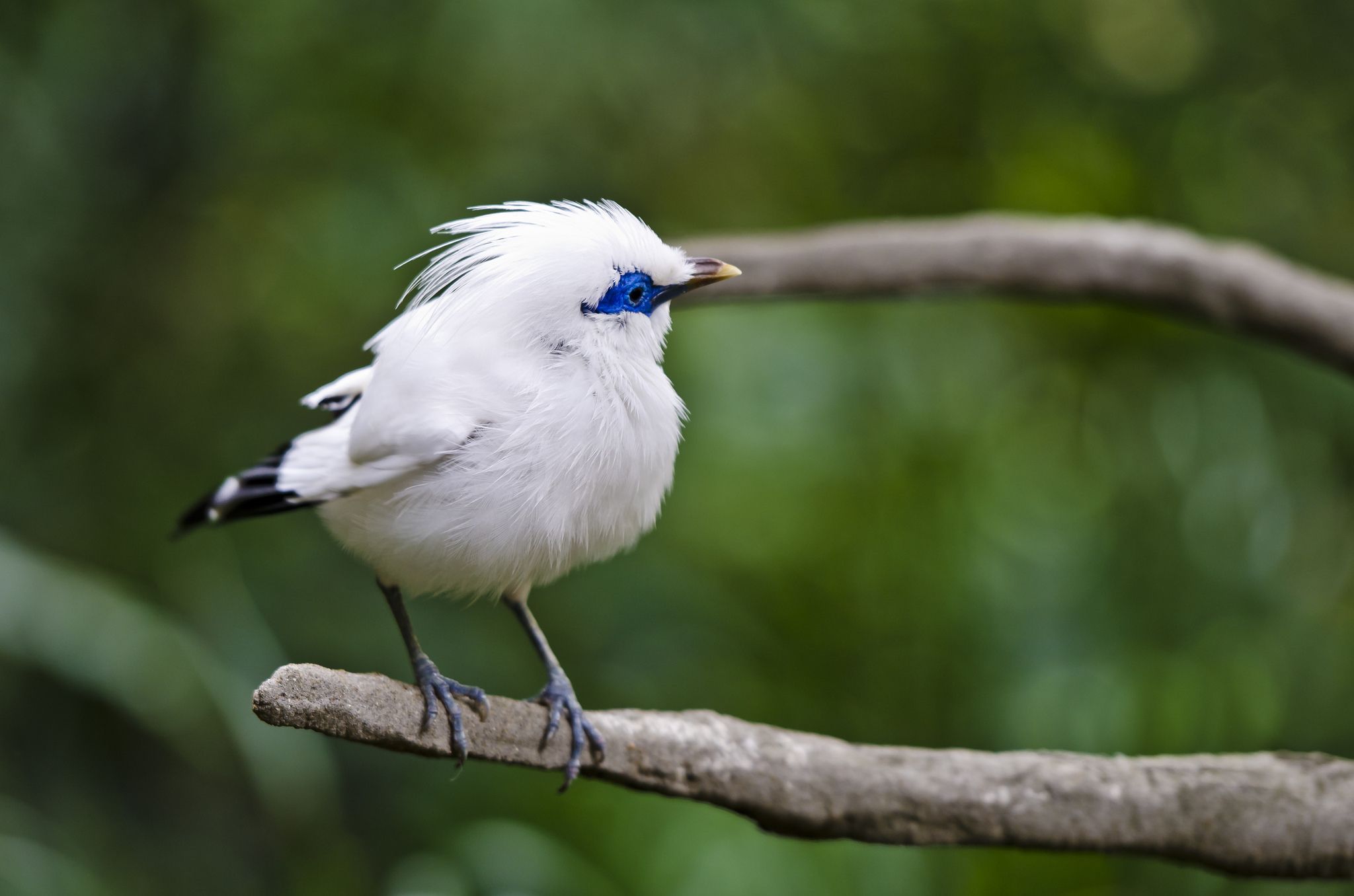 Bird For Computer Wallpapers