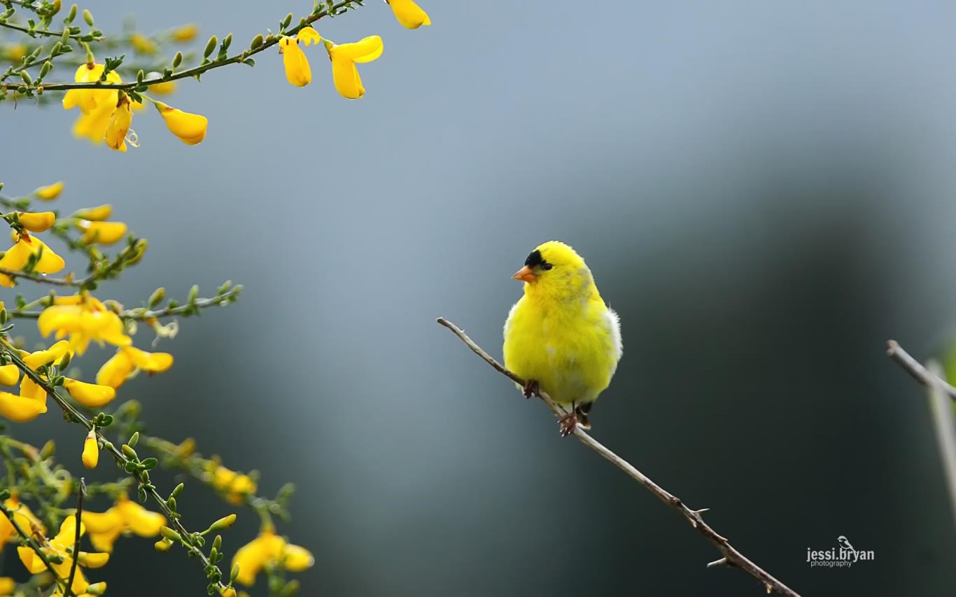 Bird For Computer Wallpapers